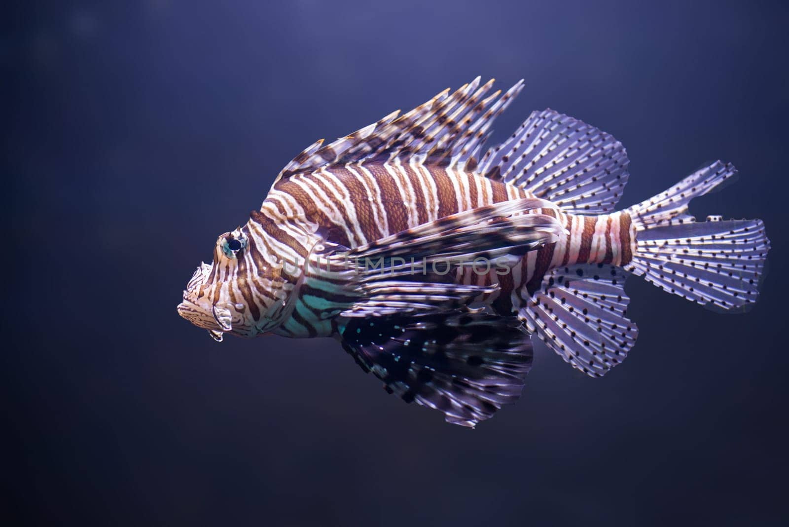 close up about lionfish,pterois volitans