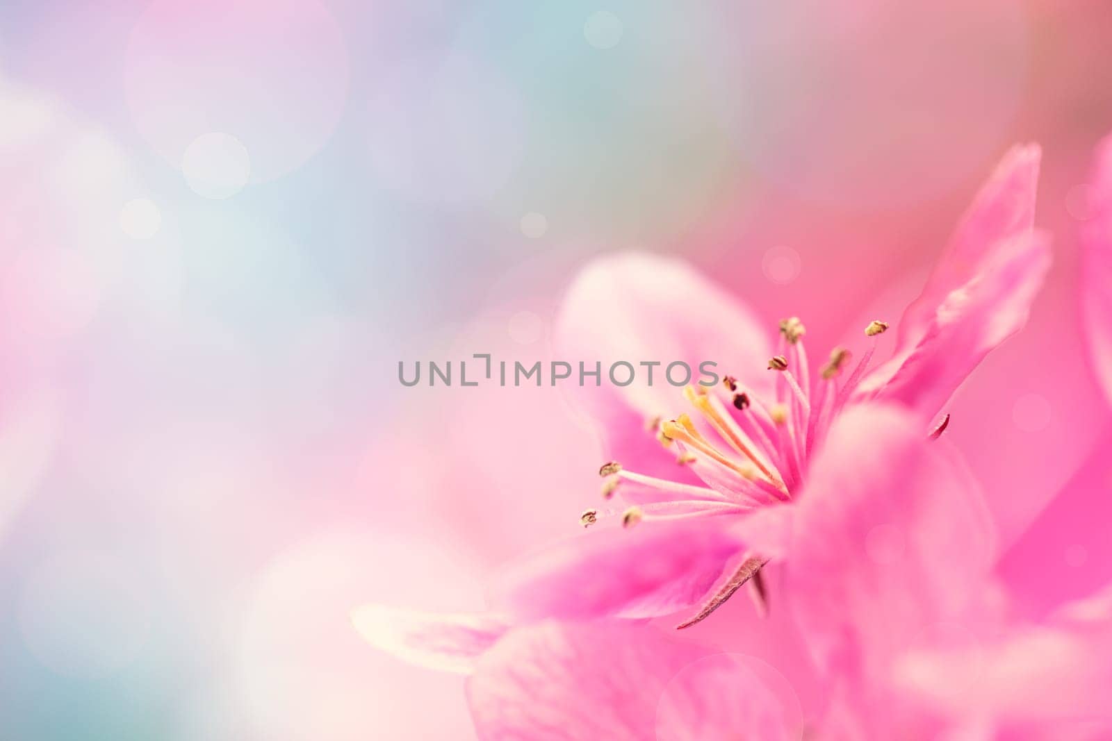 Spring garden background with pink flowers