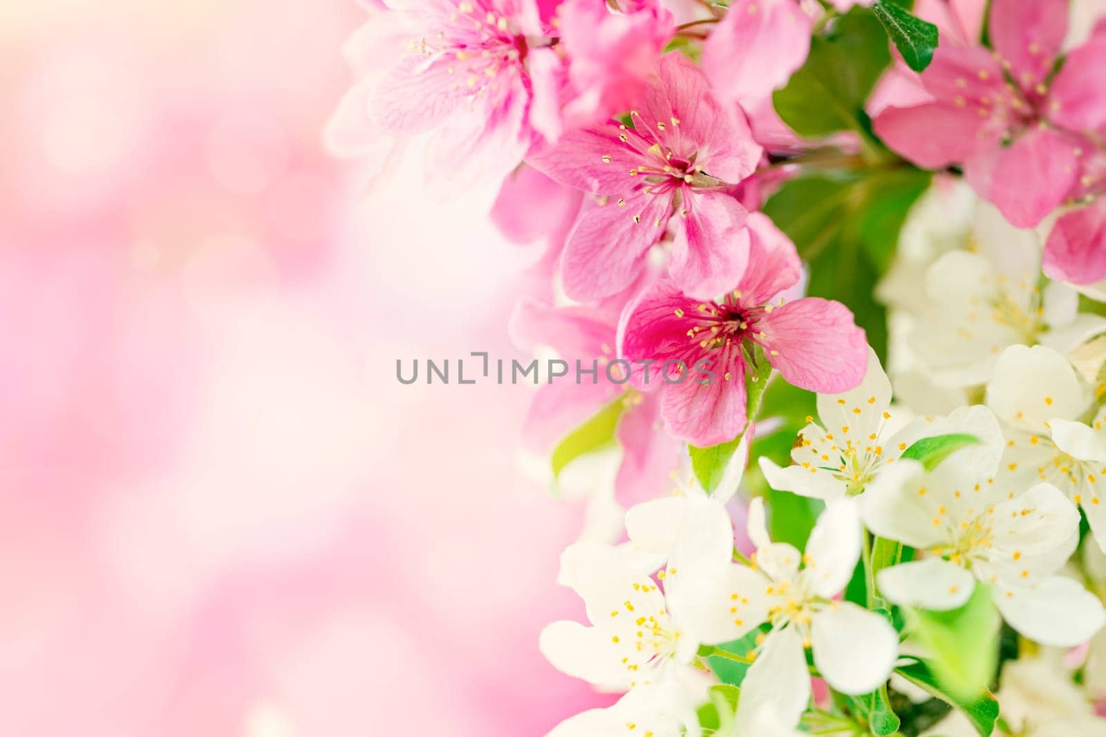 Spring background with pink and white tree flowers