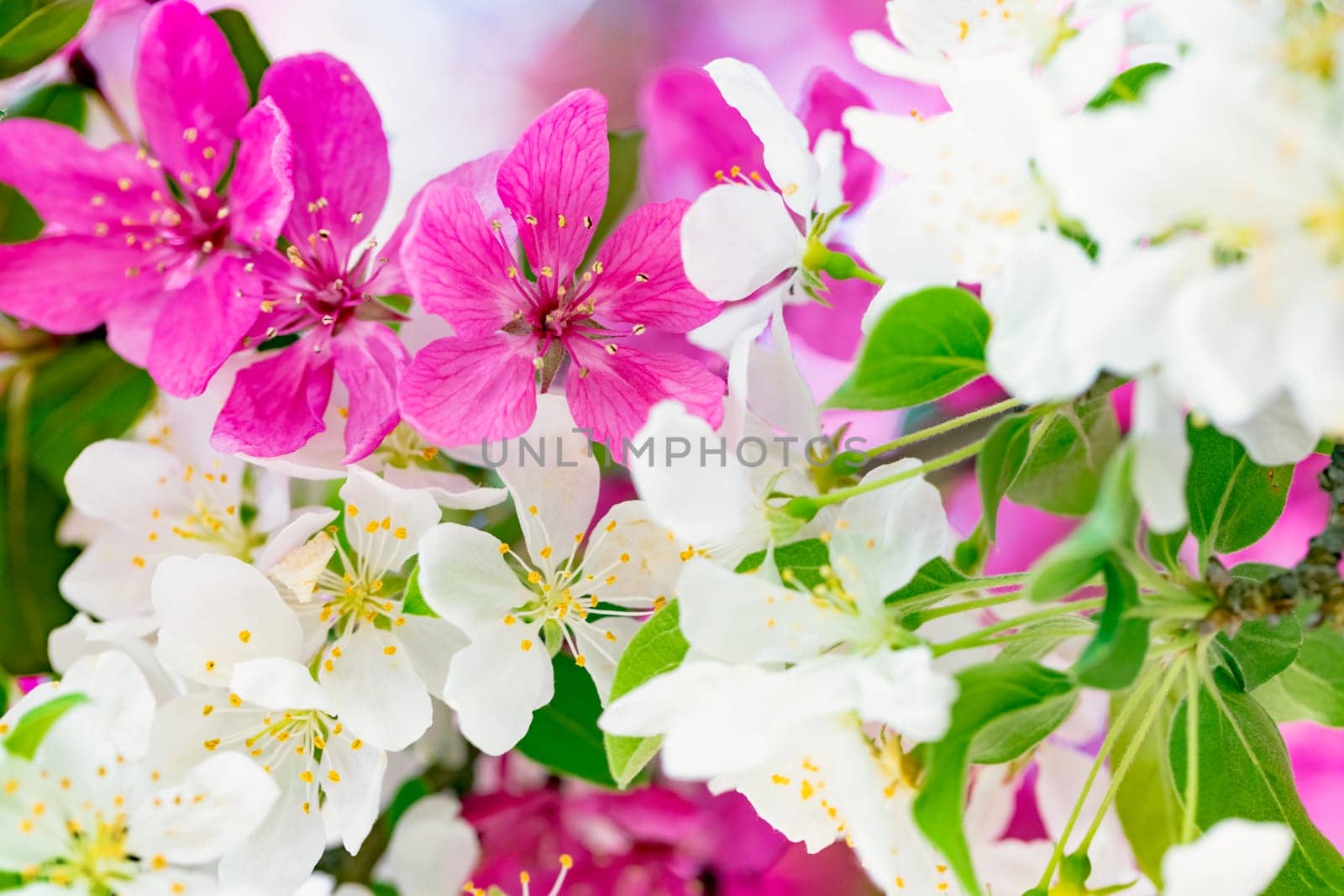 Spring background with pink and white tree flowers