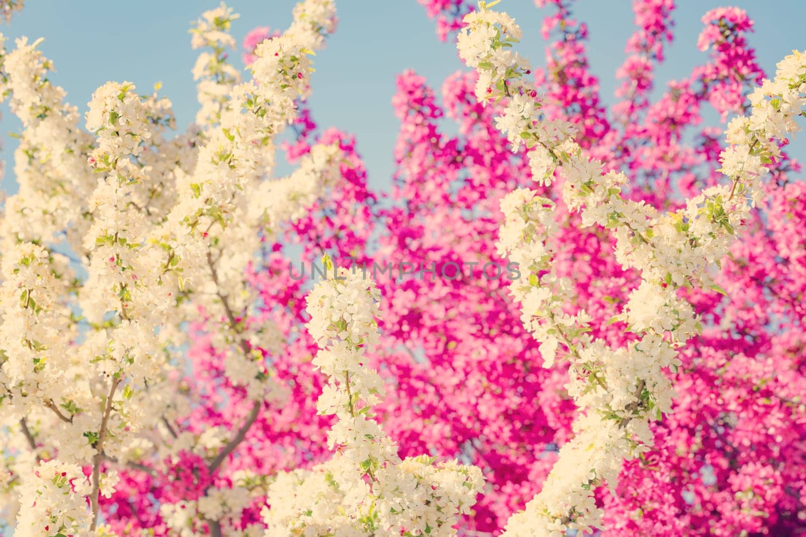Spring background with pink and white tree flowers