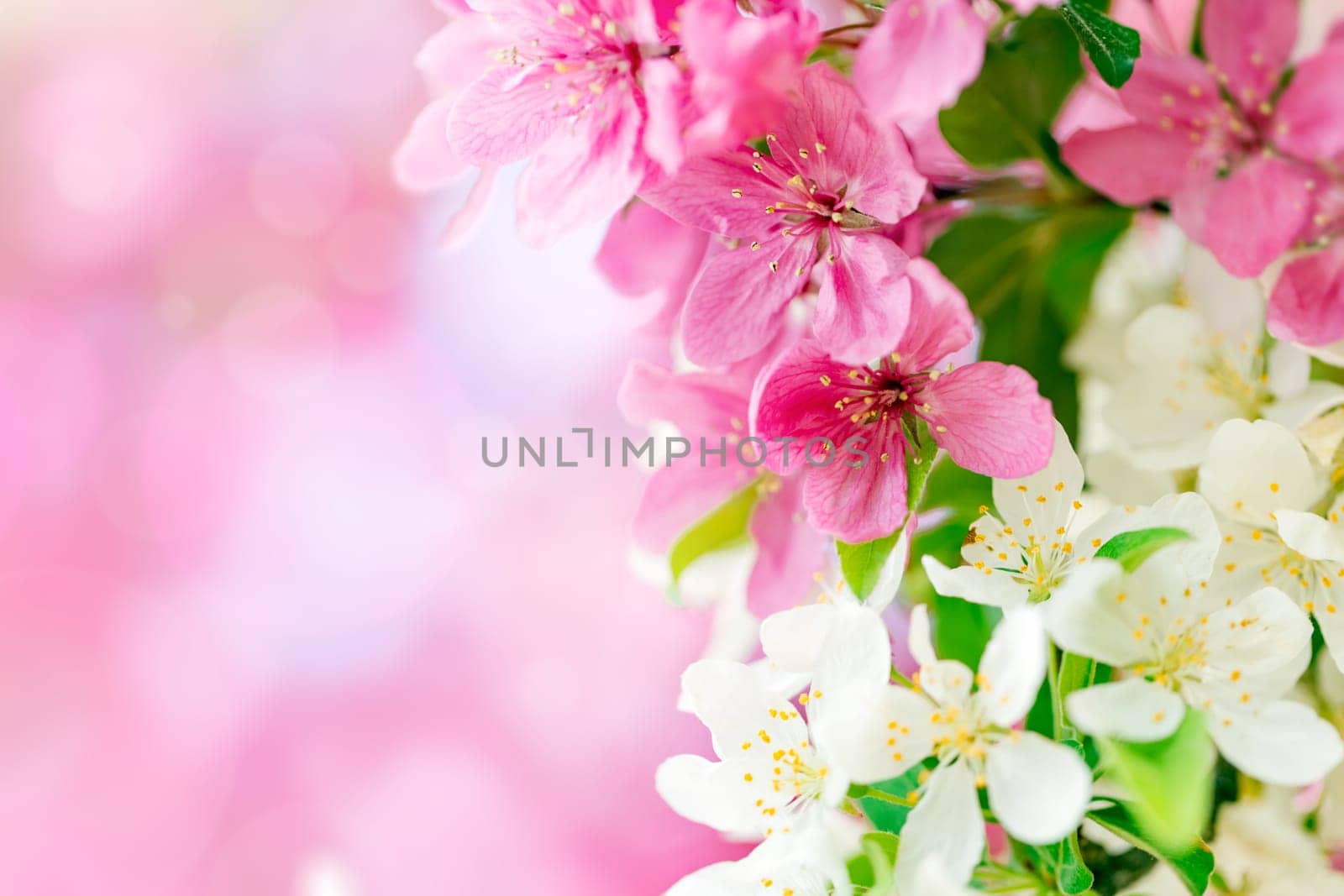Spring background with pink and white tree flowers