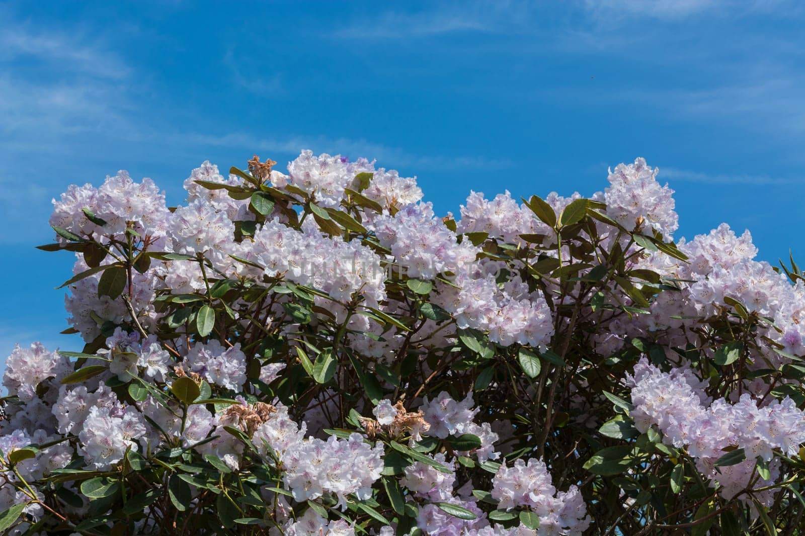 Beautiful fascinating spring scene with blue skies.