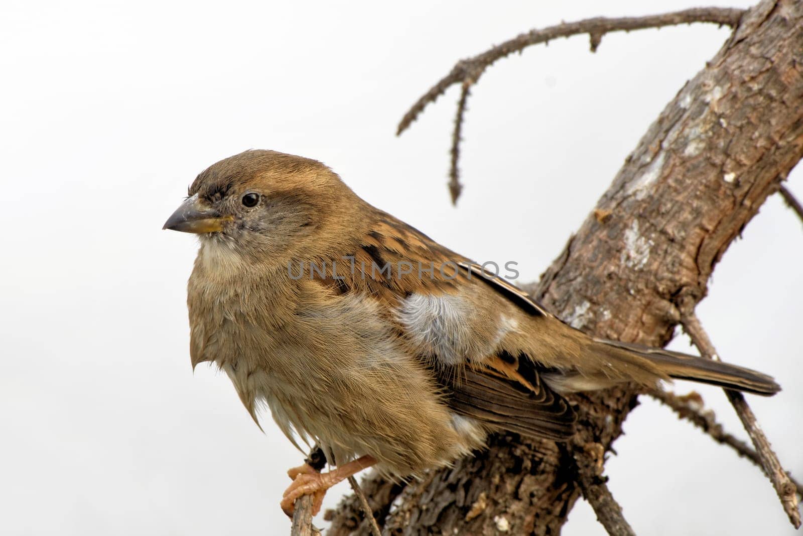 House sparrow on a branch