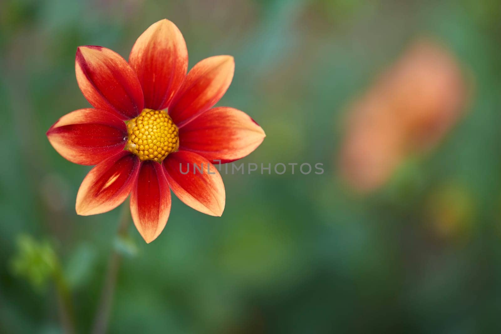 dahlia