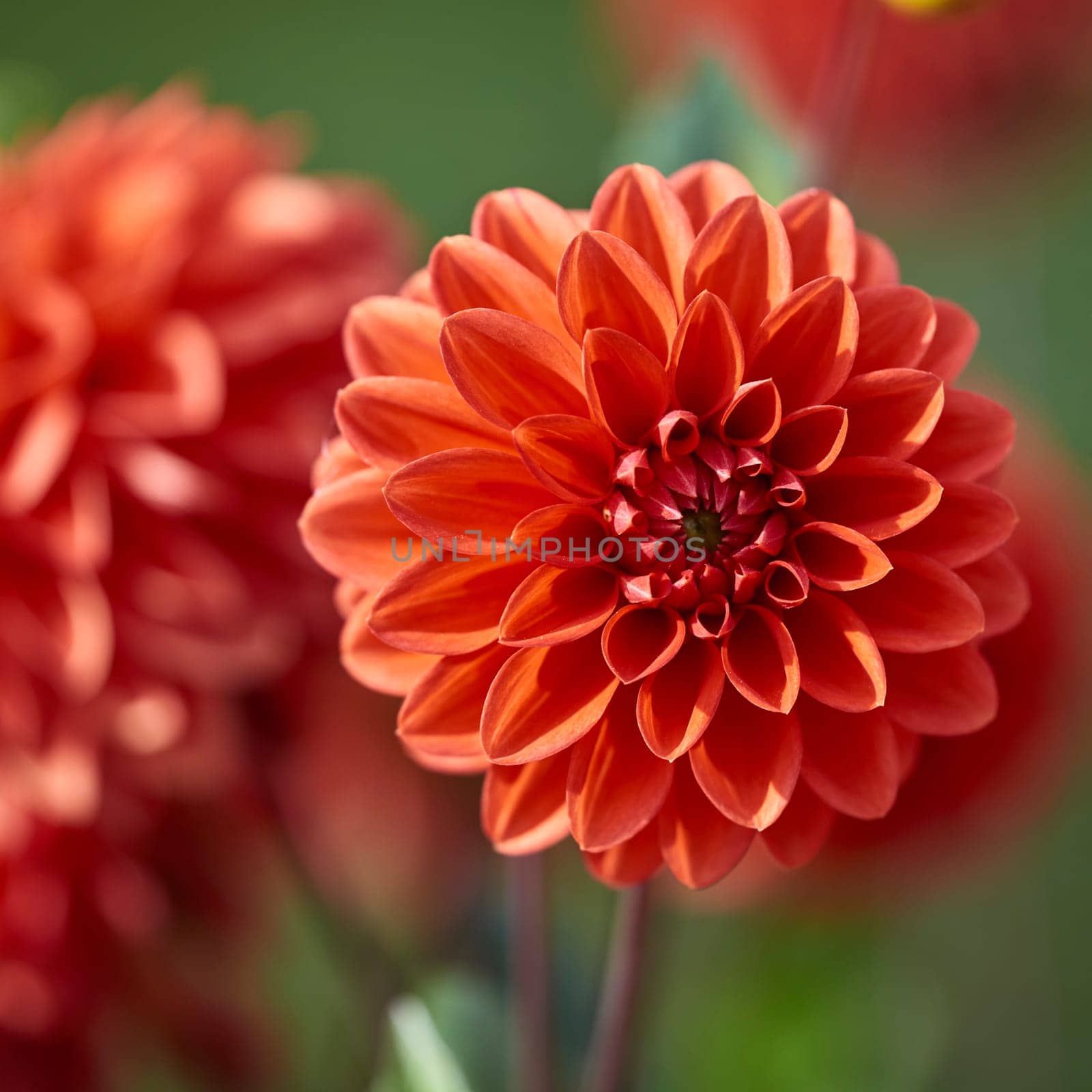 dahlia