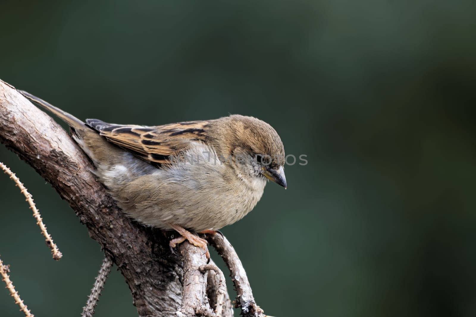 House sparrow female