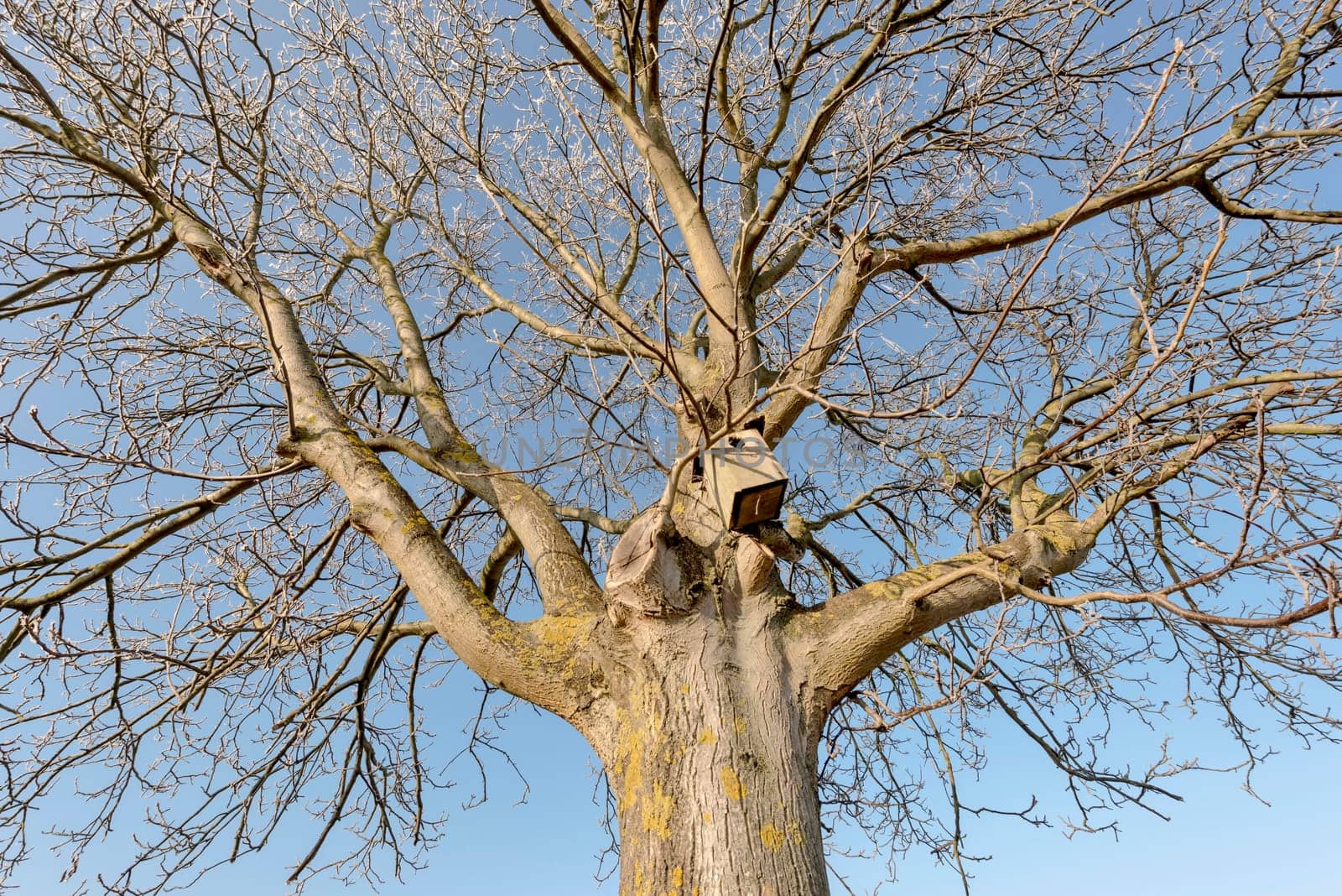 Walnut tree in winter with nesting box