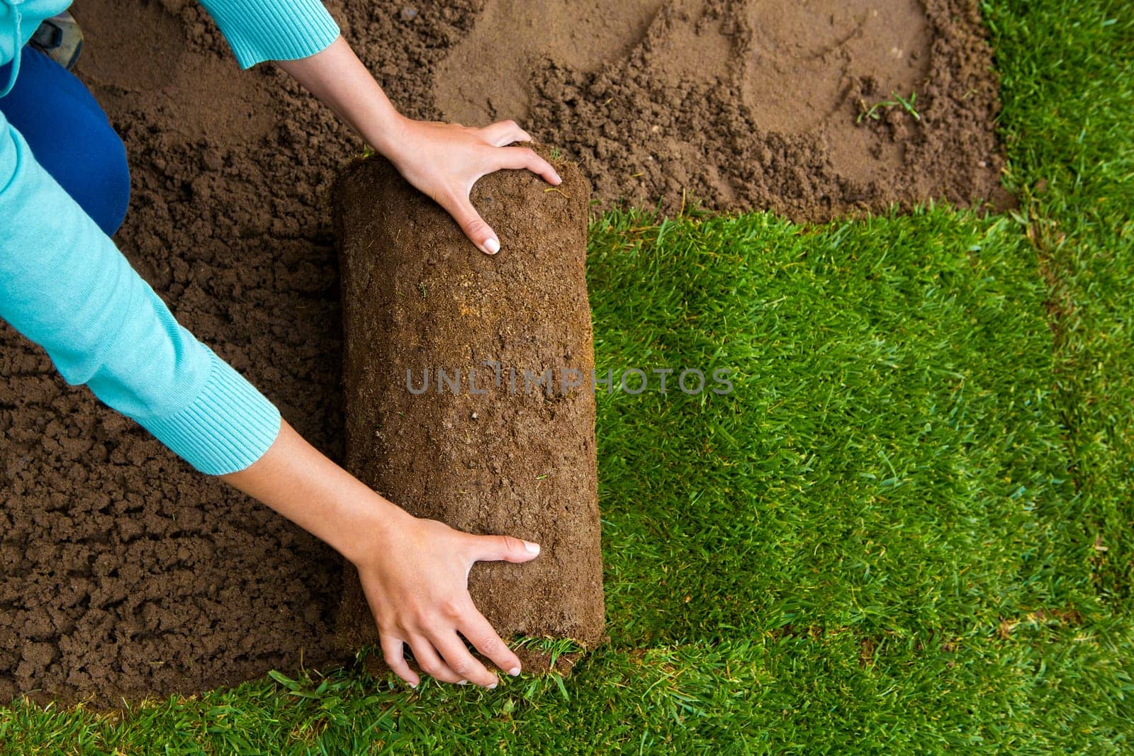 Gardener applying turf rolls in the backyard