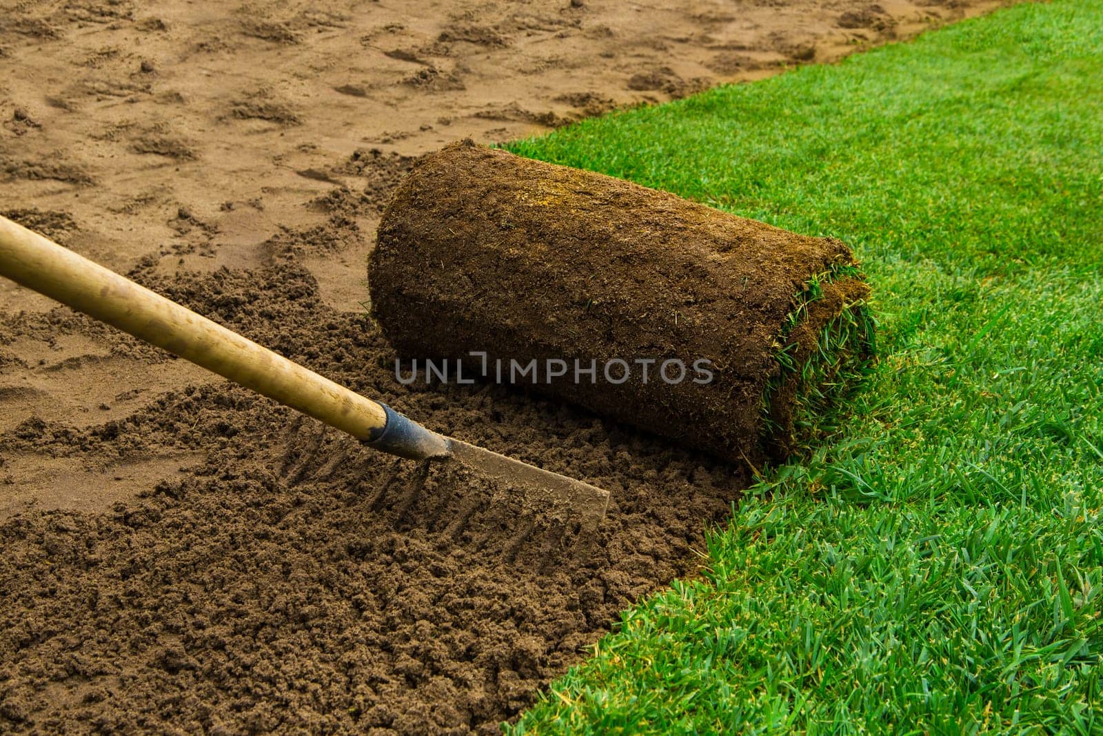Gardener applying turf rolls in the backyard