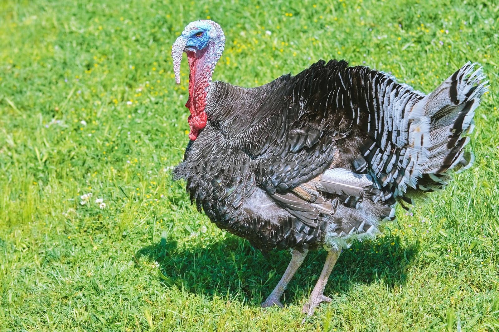 Male Turkey on the Grass