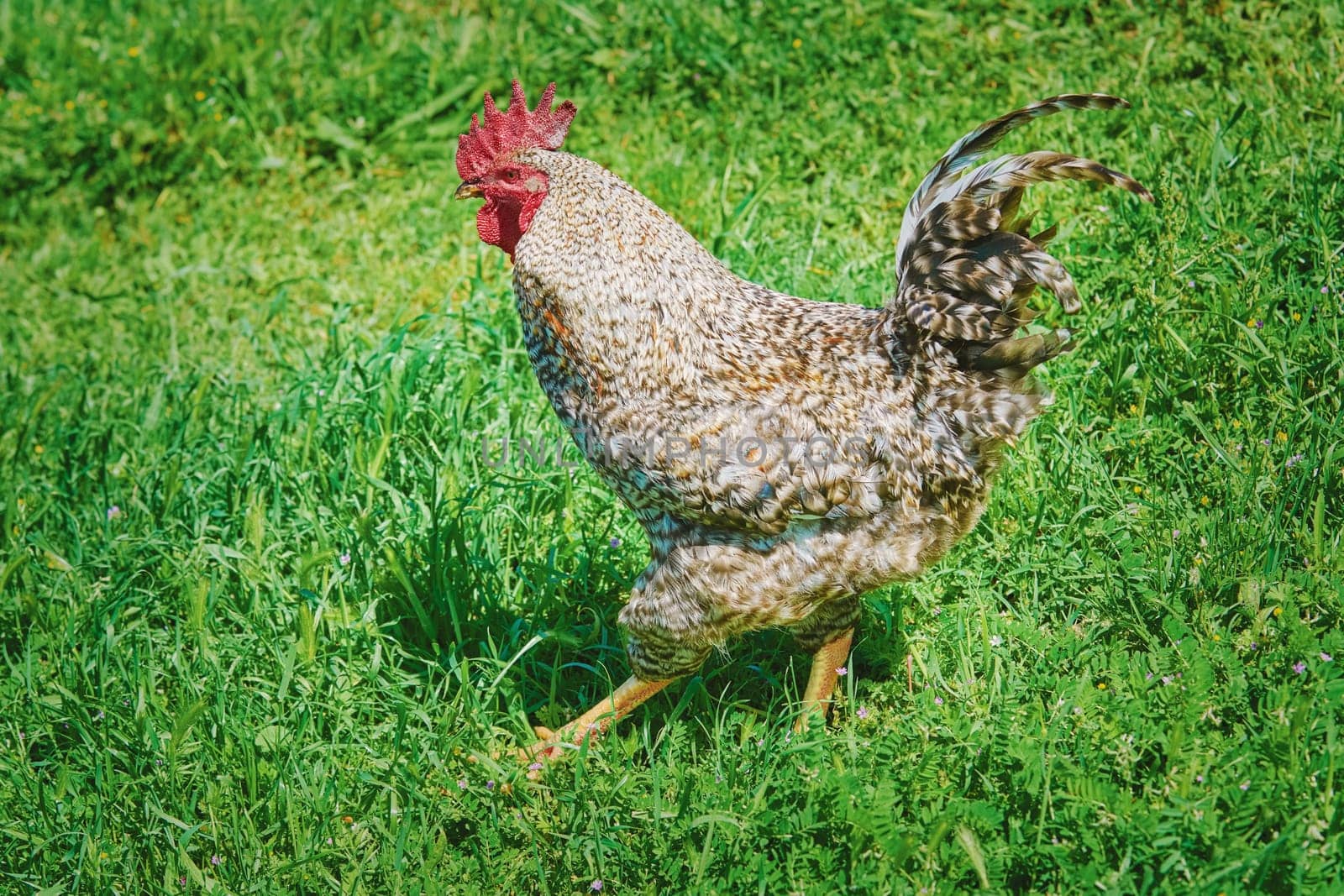 Rooster with Red Comb Walks by the Lawn