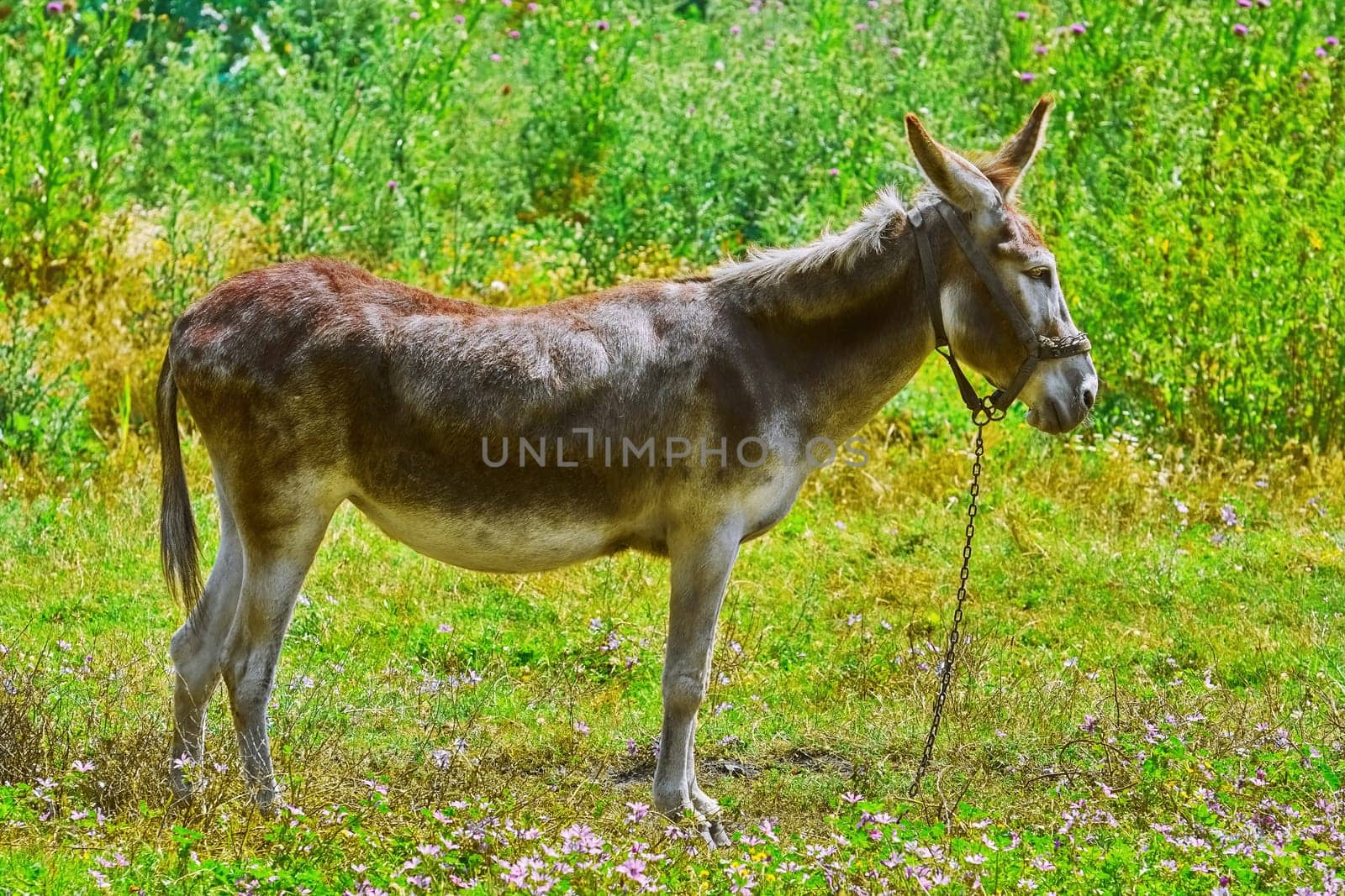 Tied Donkey on the Pasture