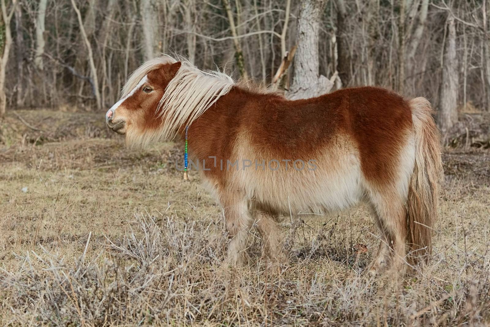 Little Pony Grazes near the Forest