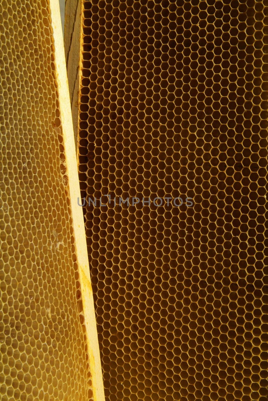 Environment in which they live and produce honey our bees friends