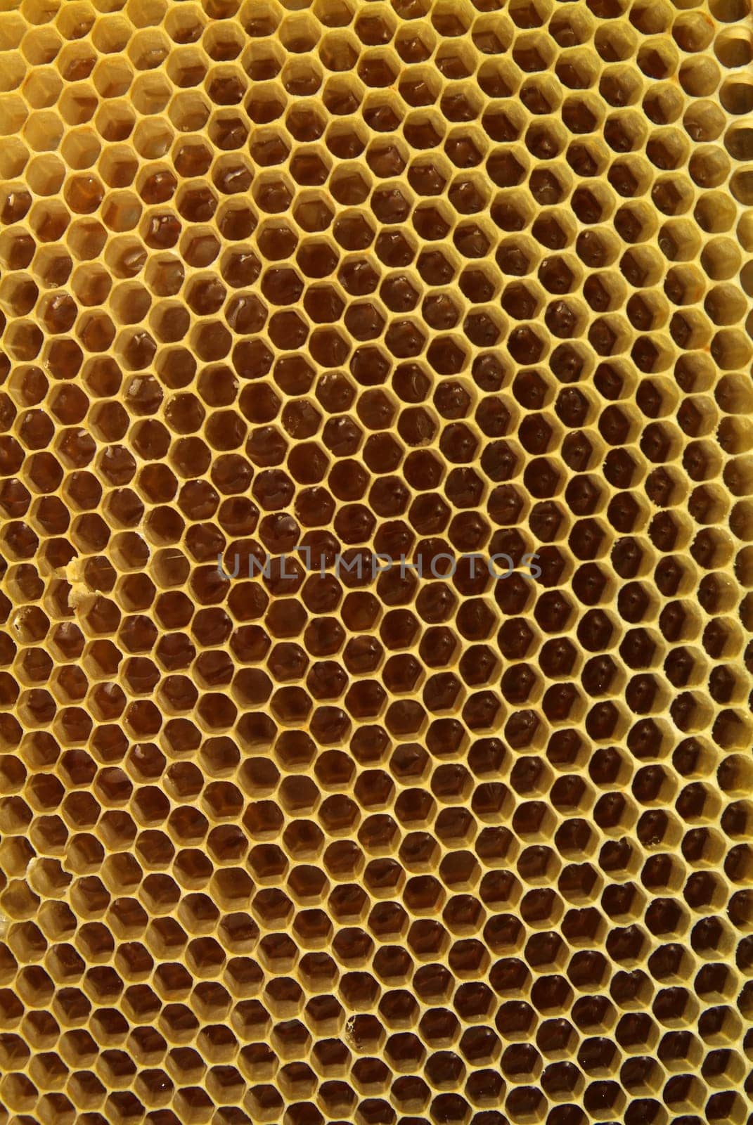 Environment in which they live and produce honey our bees friends