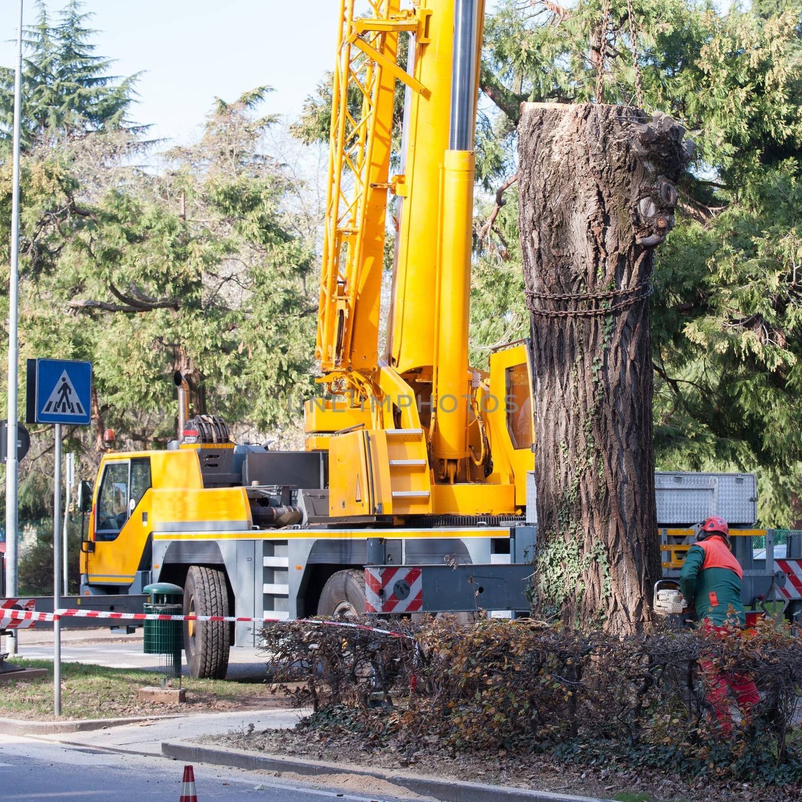 Cutting a large tree in a city. Maintenance of green citizen.