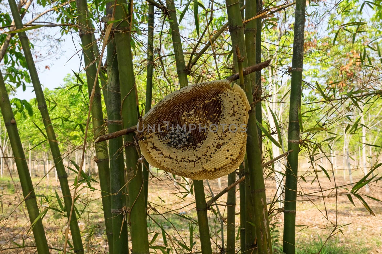 Outdoor beehive,close-up of an apiary with bees and larvae