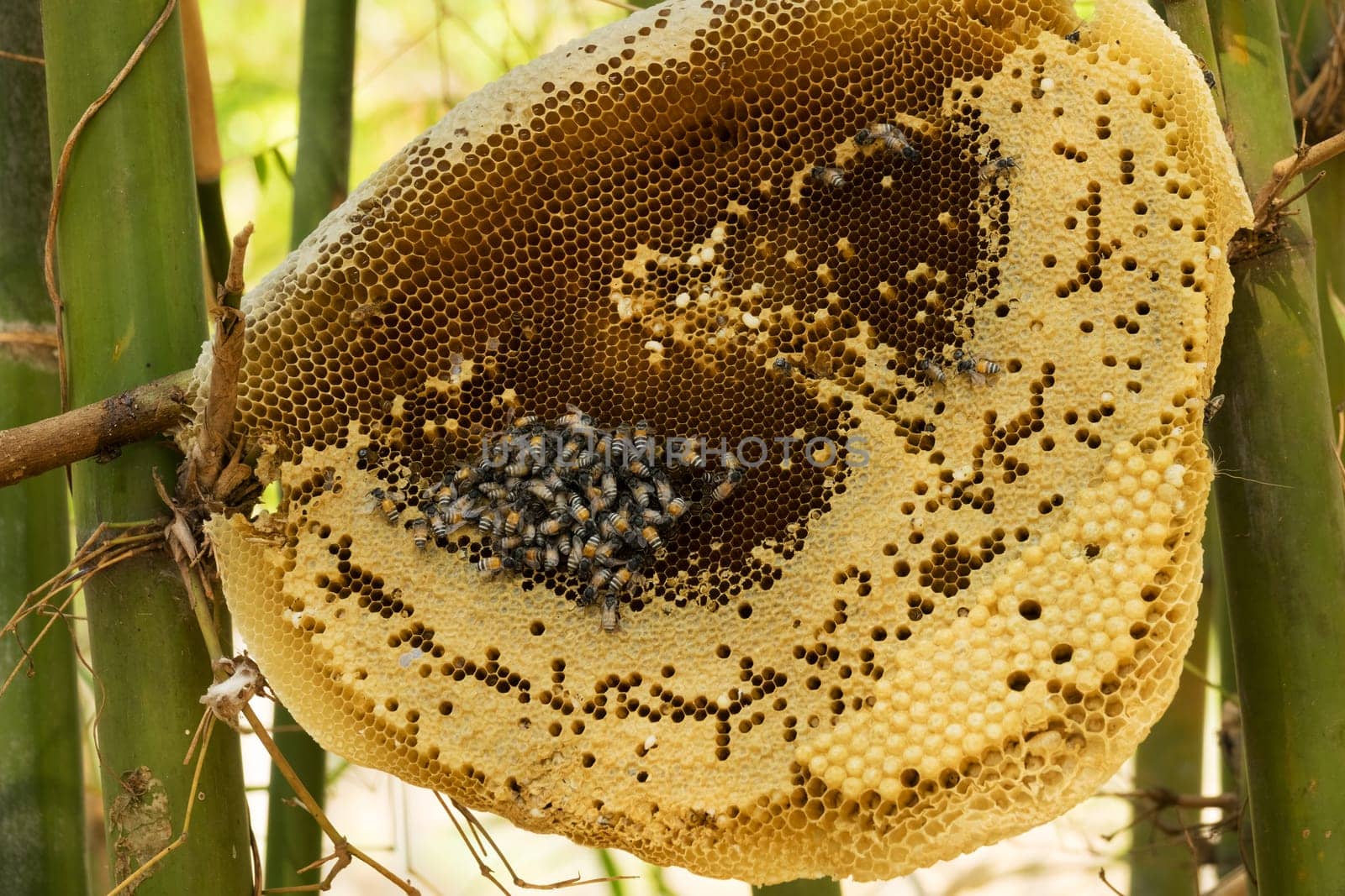 Outdoor beehive,close-up of an apiary with bees and larvae