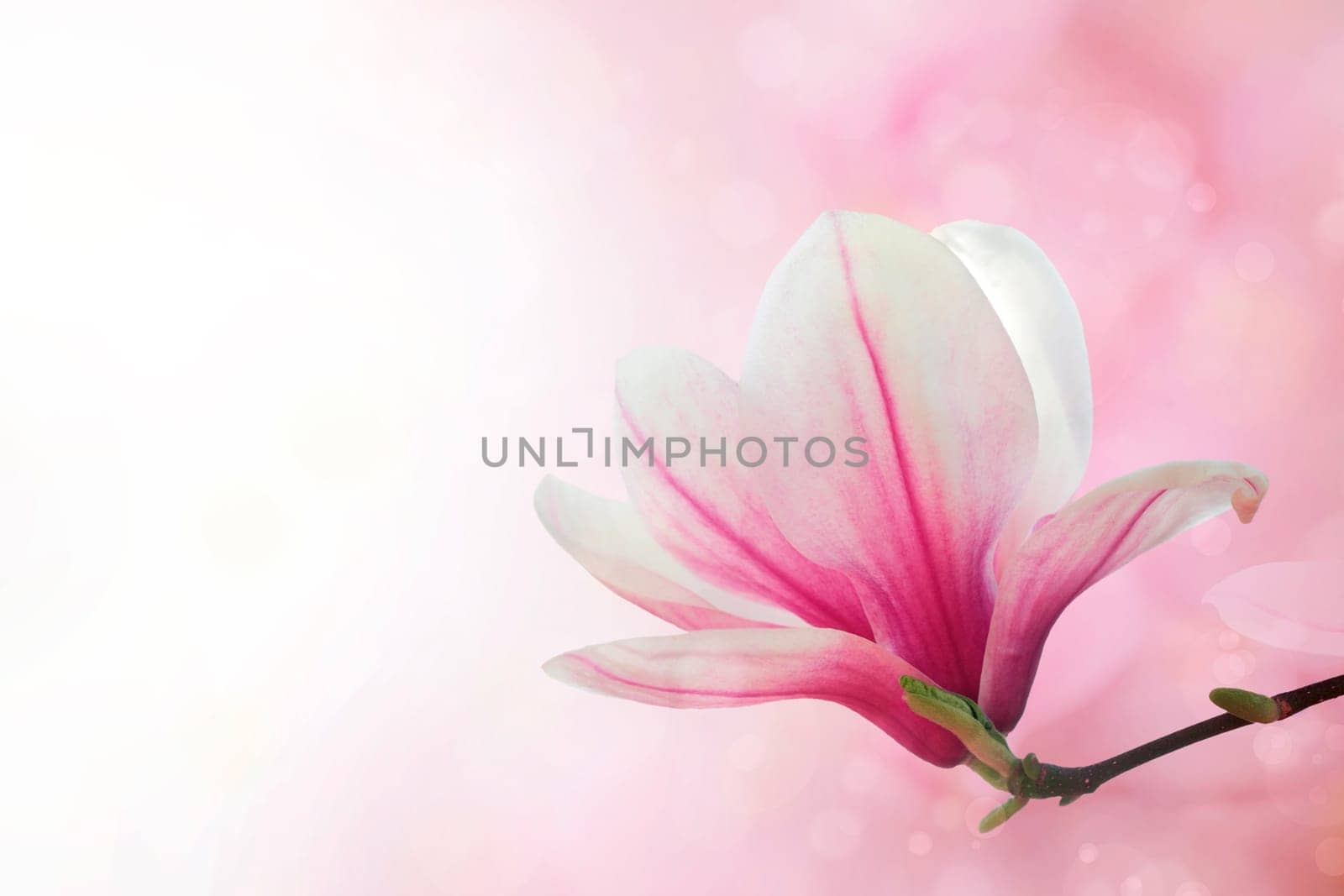 Magnolia flowers spring blossom background