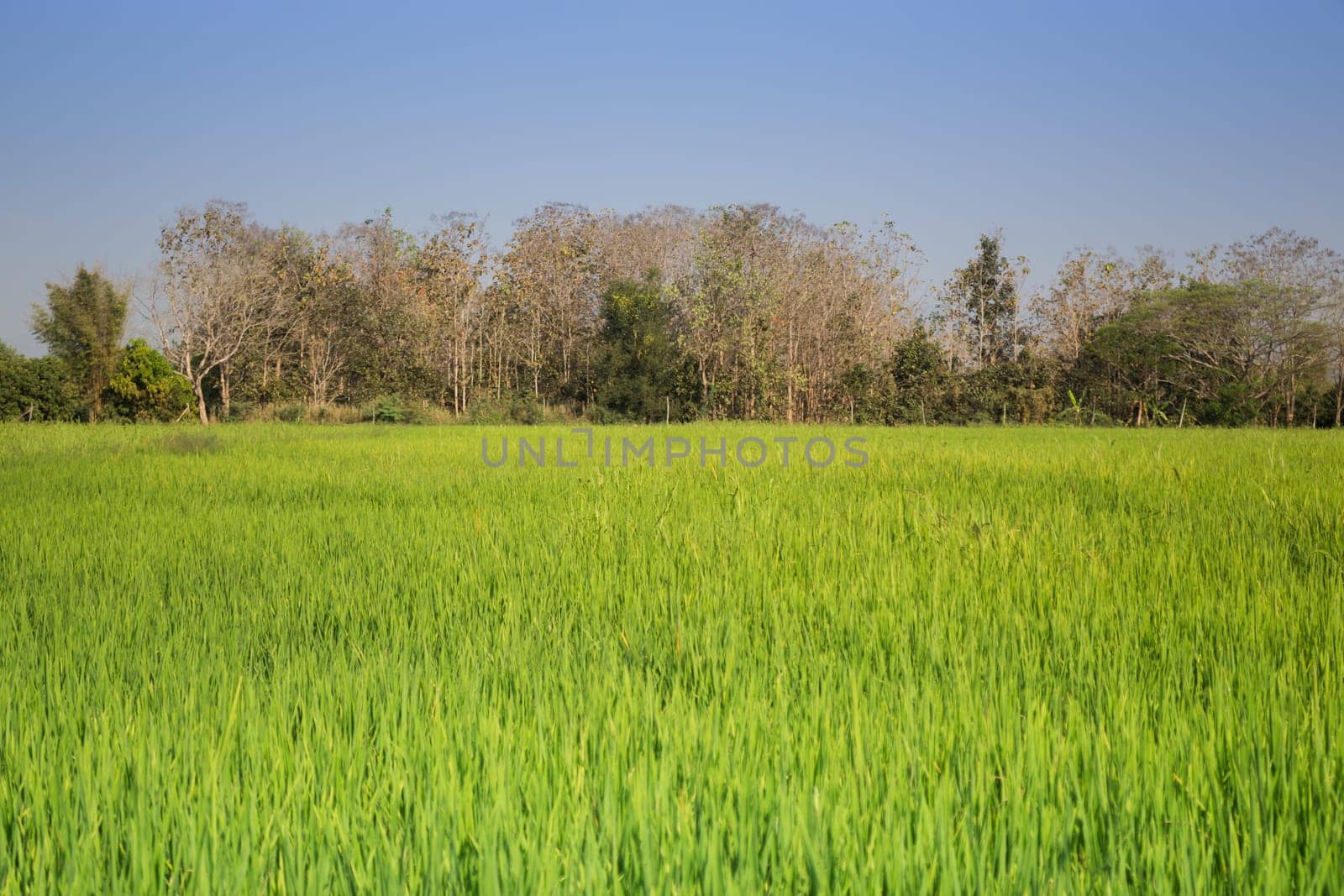 Green Rice Fild With Blue Sky, stock photo