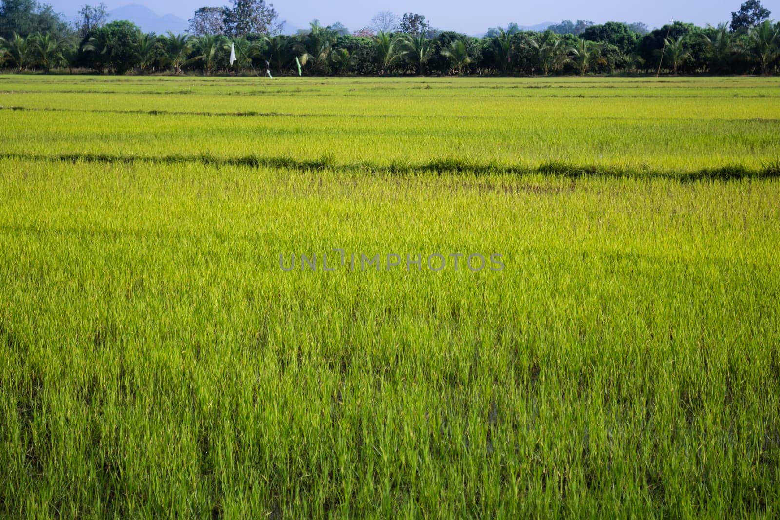 Green Rice Fild With Blue Sky, stock photo