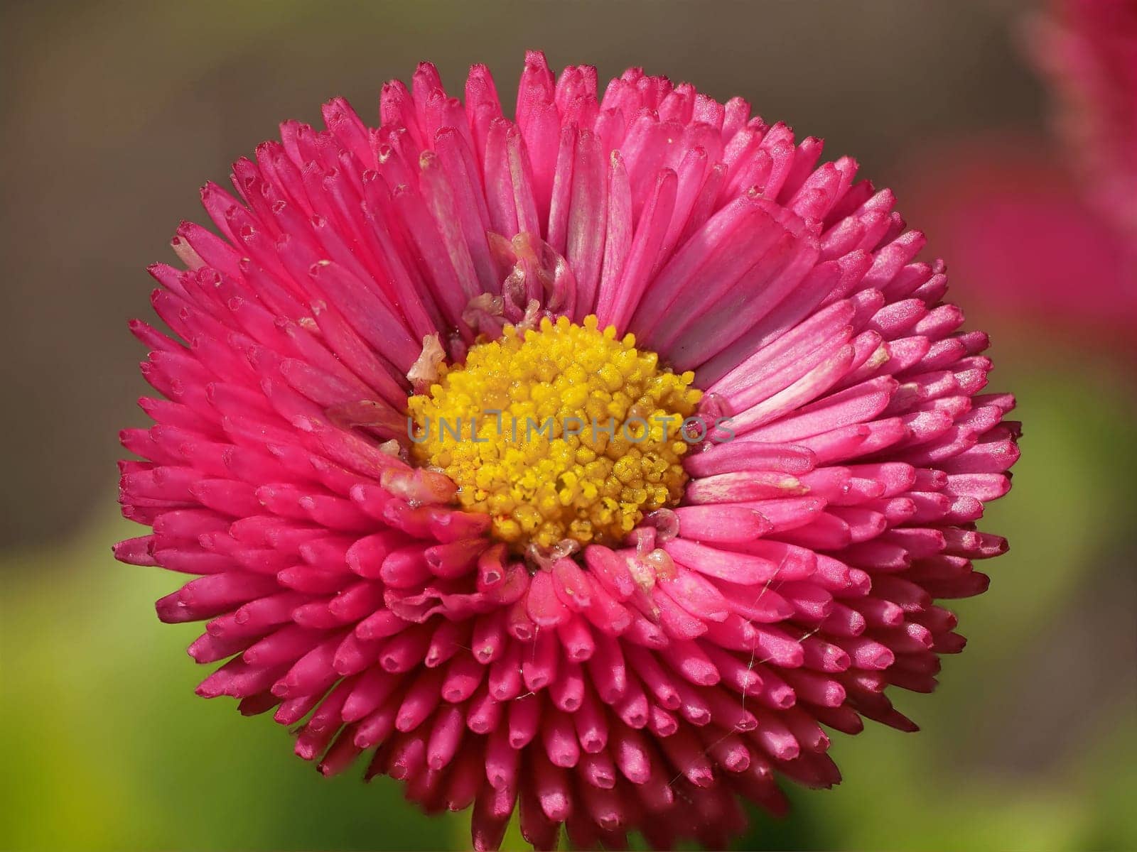 Bellis