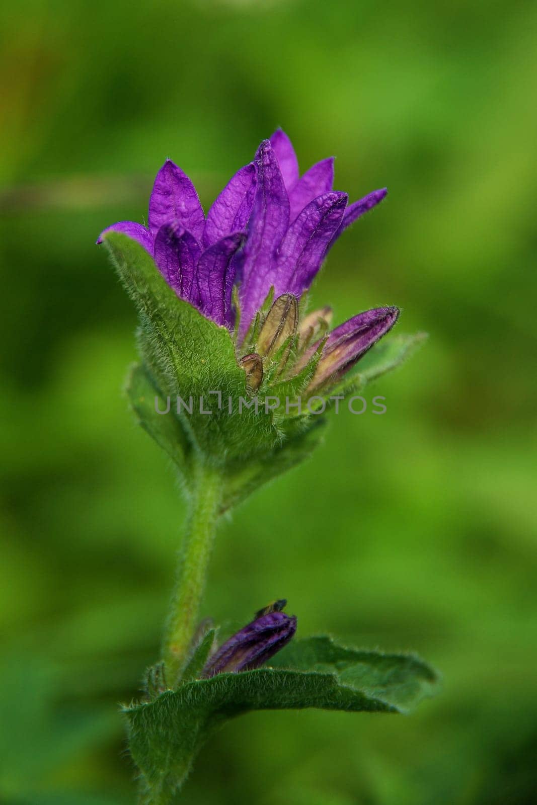 Beautiful mountain flowers. Flora of mountain ranges.