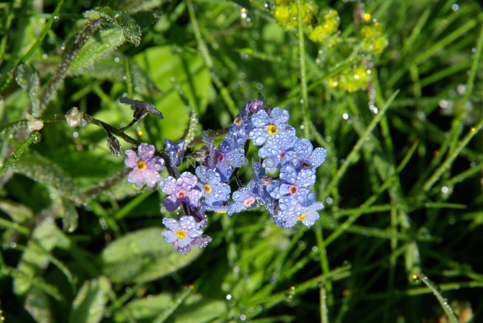Beautiful mountain flowers. Flora of mountain ranges.