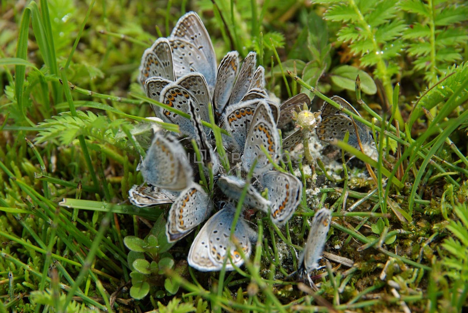Beautiful mountain flowers. Flora of mountain ranges.