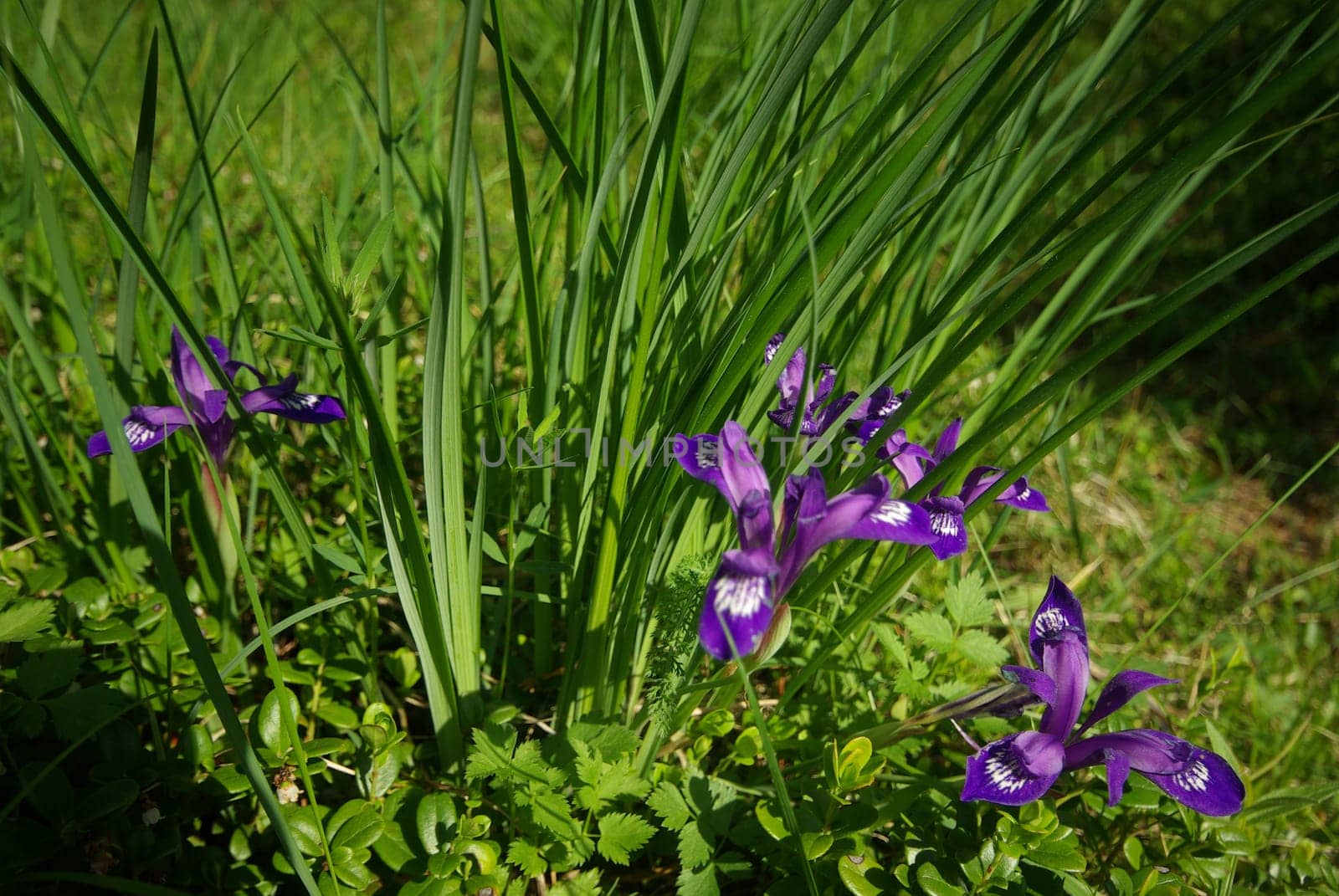 Beautiful mountain flowers. Flora of mountain ranges.