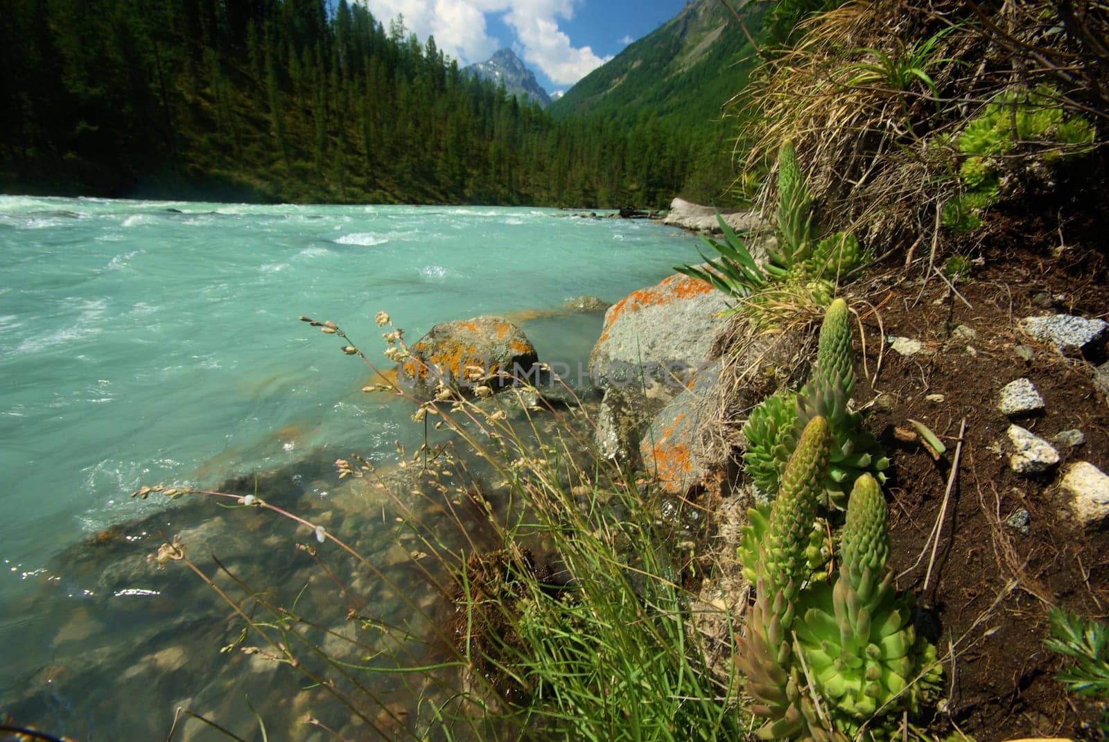 The mountain river in the mountains. Current through the gorge the river. Stones and rocky land near the river. Beautiful mountain landscape.