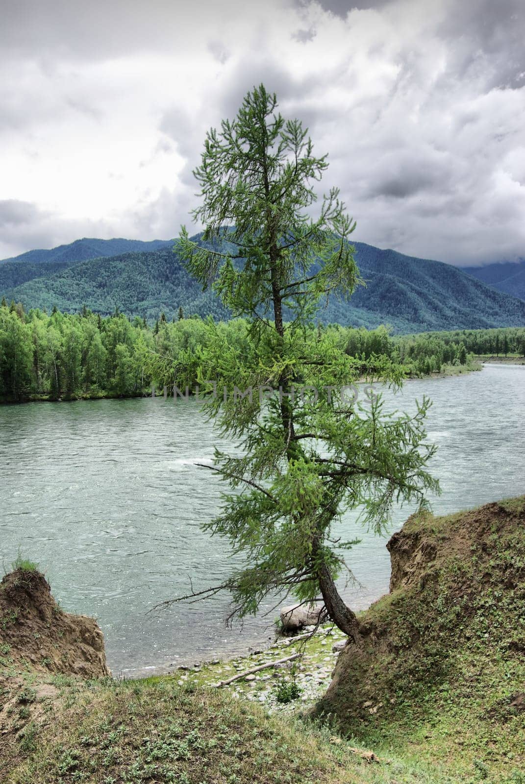 The mountain river in the mountains. Current through the gorge the river. Stones and rocky land near the river. Beautiful mountain landscape.