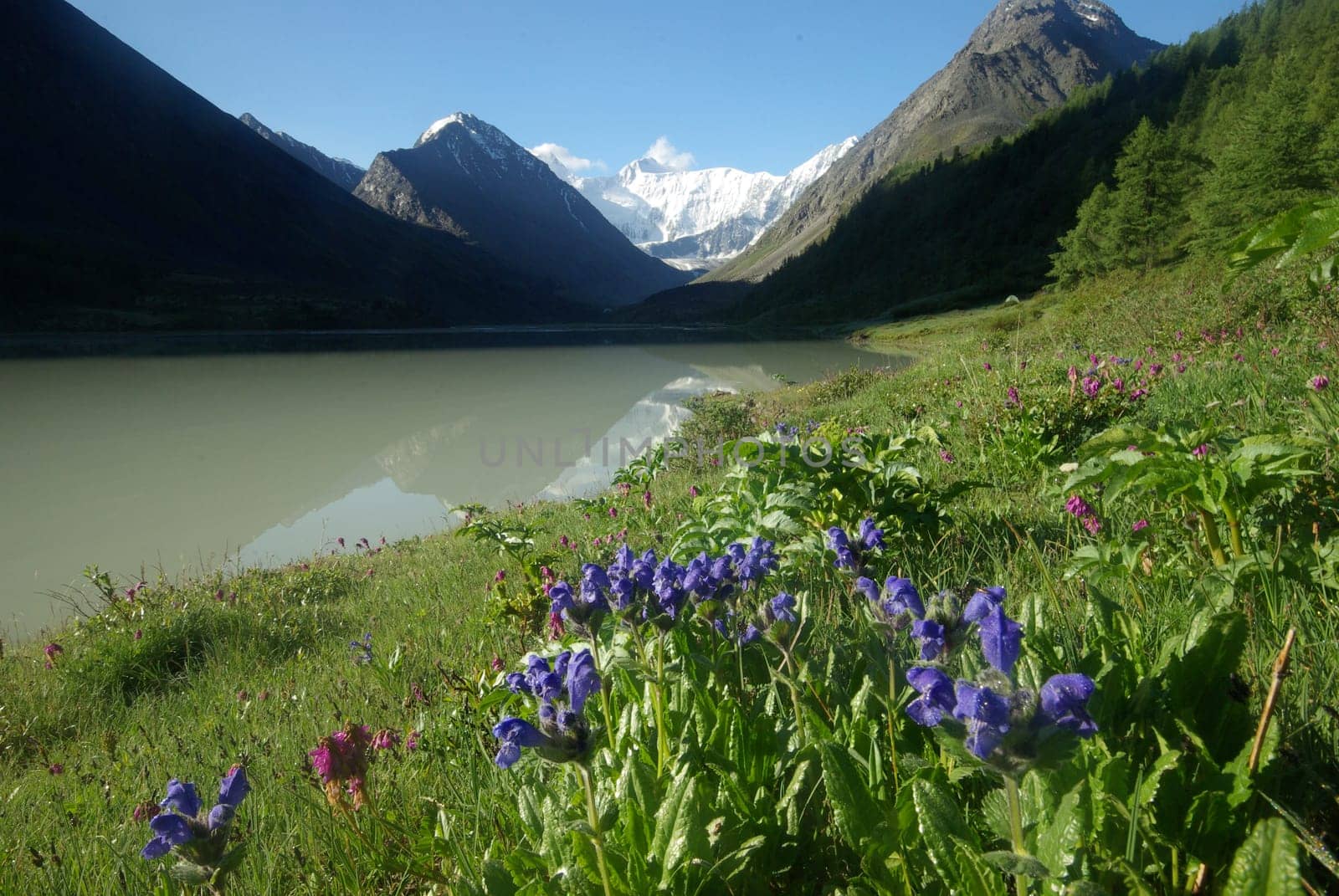 The mountain river in the mountains. Current through the gorge the river. Stones and rocky land near the river. Beautiful mountain landscape.