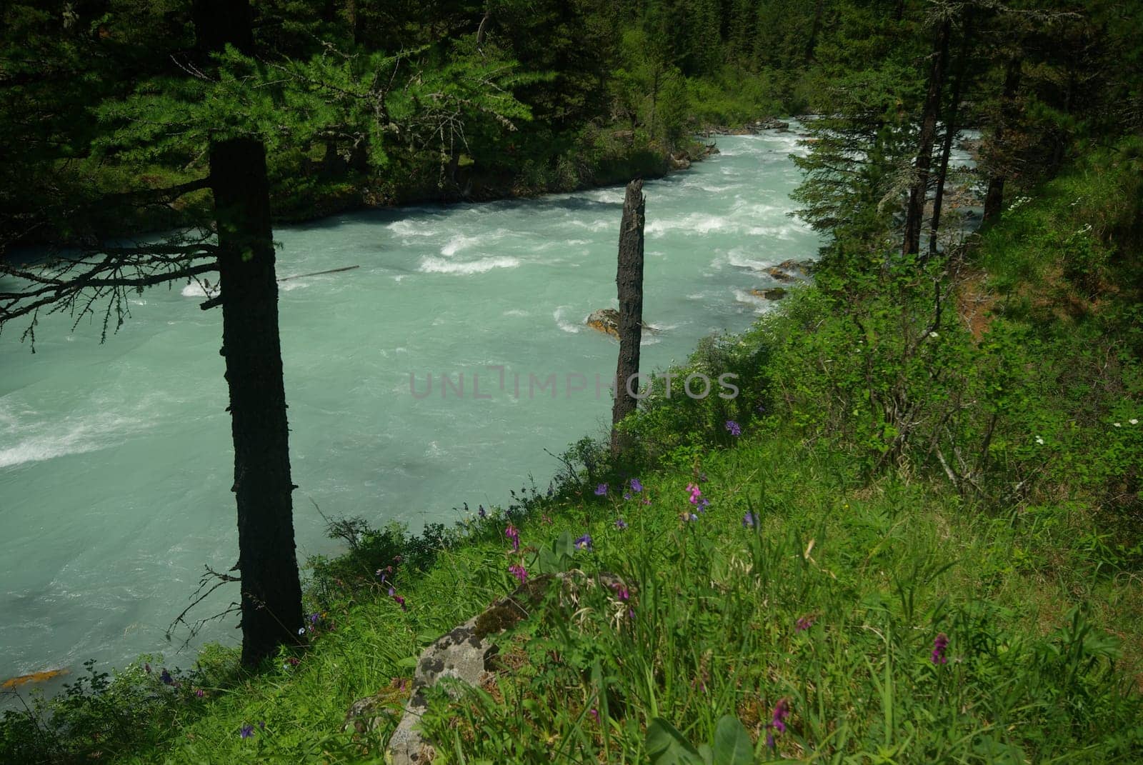 The mountain river in the mountains. Current through the gorge the river. Stones and rocky land near the river. Beautiful mountain landscape.