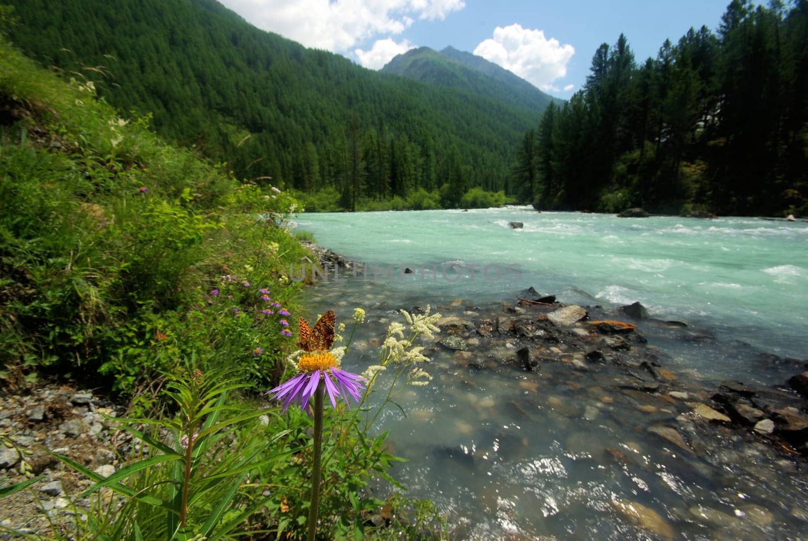 The mountain river in the mountains. Current through the gorge the river. Stones and rocky land near the river. Beautiful mountain landscape.