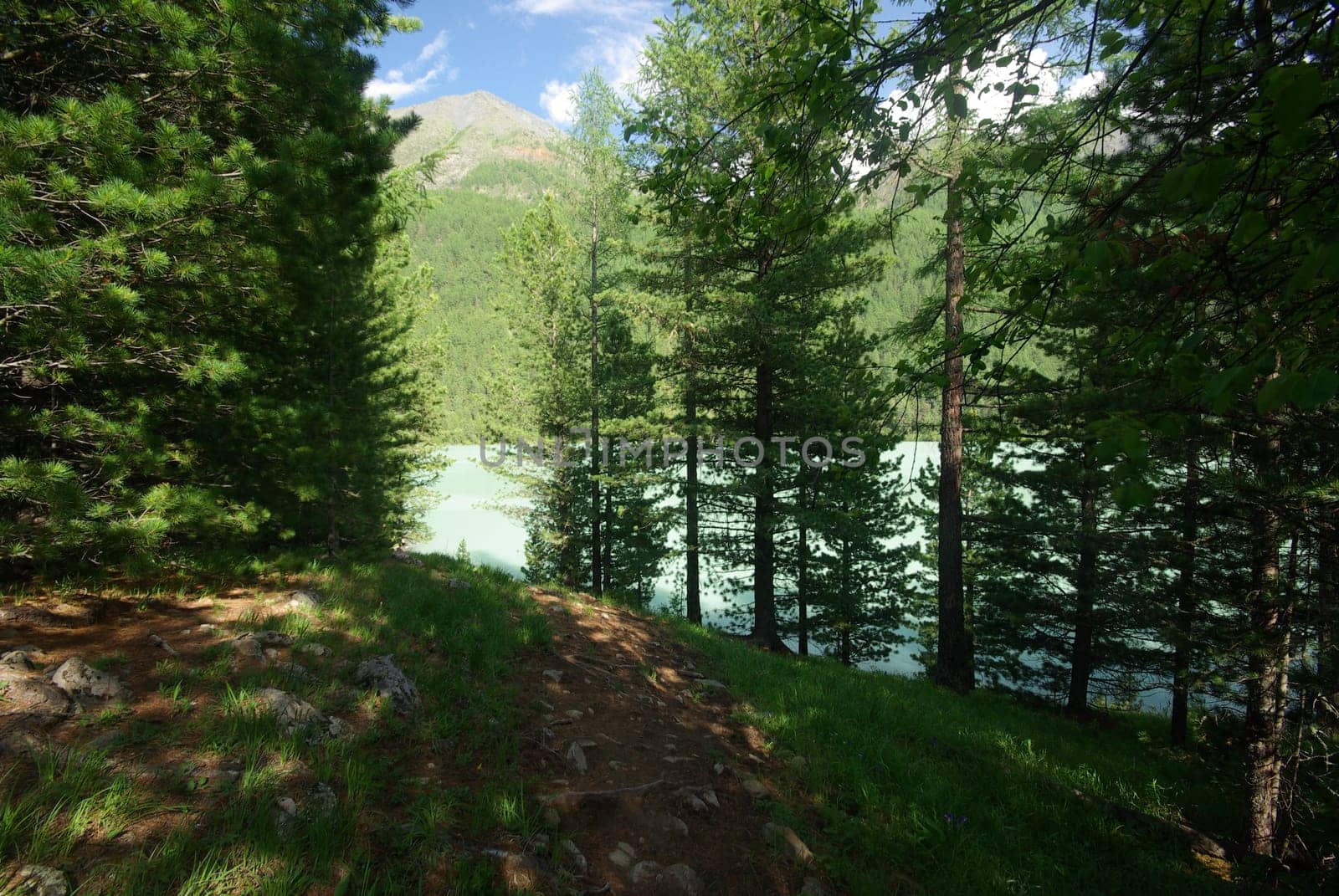 The mountain river in the mountains. Current through the gorge the river. Stones and rocky land near the river. Beautiful mountain landscape.