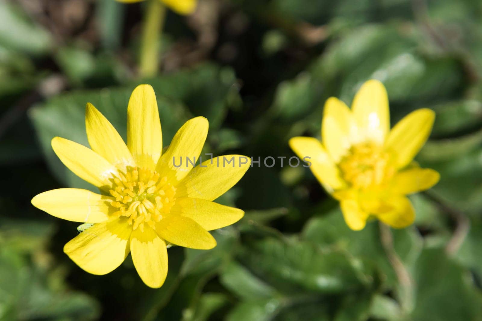 The first flowers in Spring. Yellow flowers.