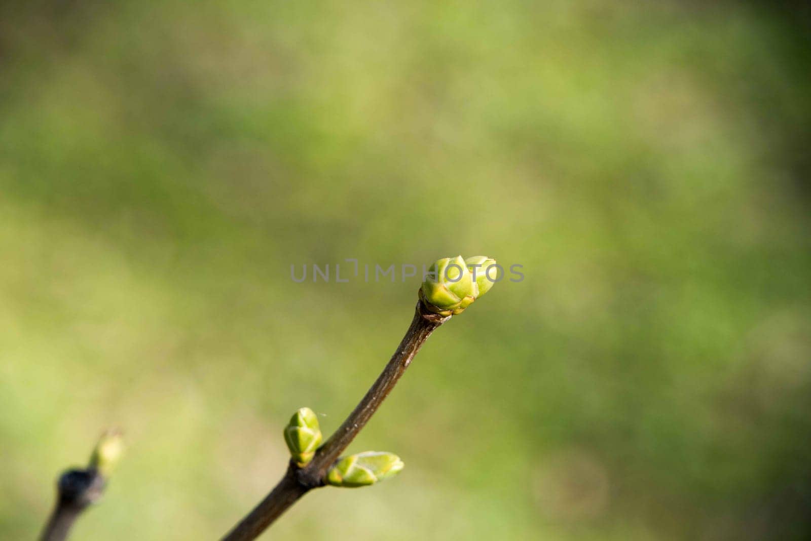 New flowered trees in Spring.
