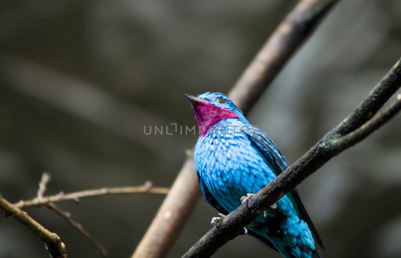 one blue and very beutiful exotic bird.live most on venezuela