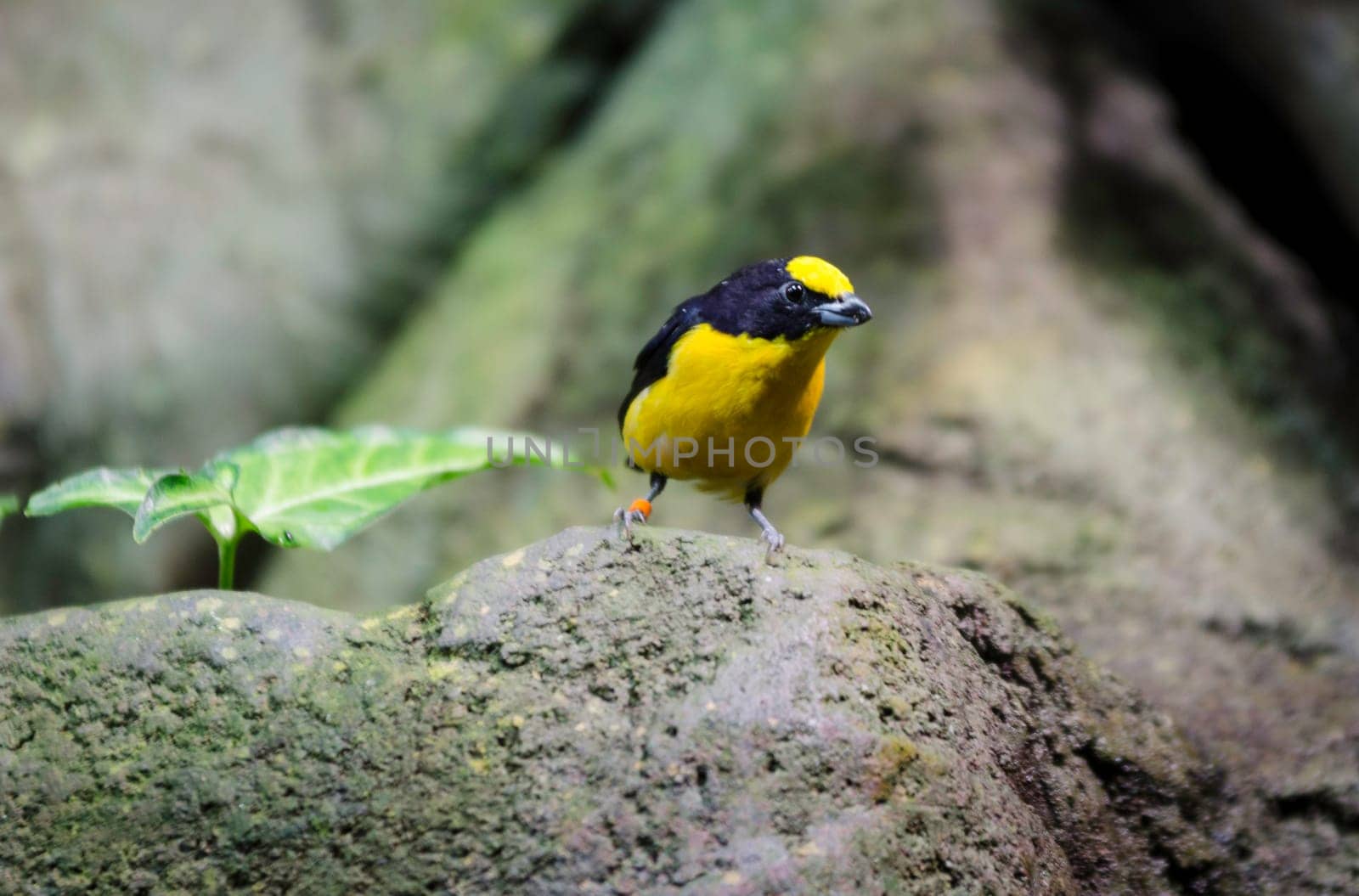 one black and yellow exotic bird sit on a Rock and watching
