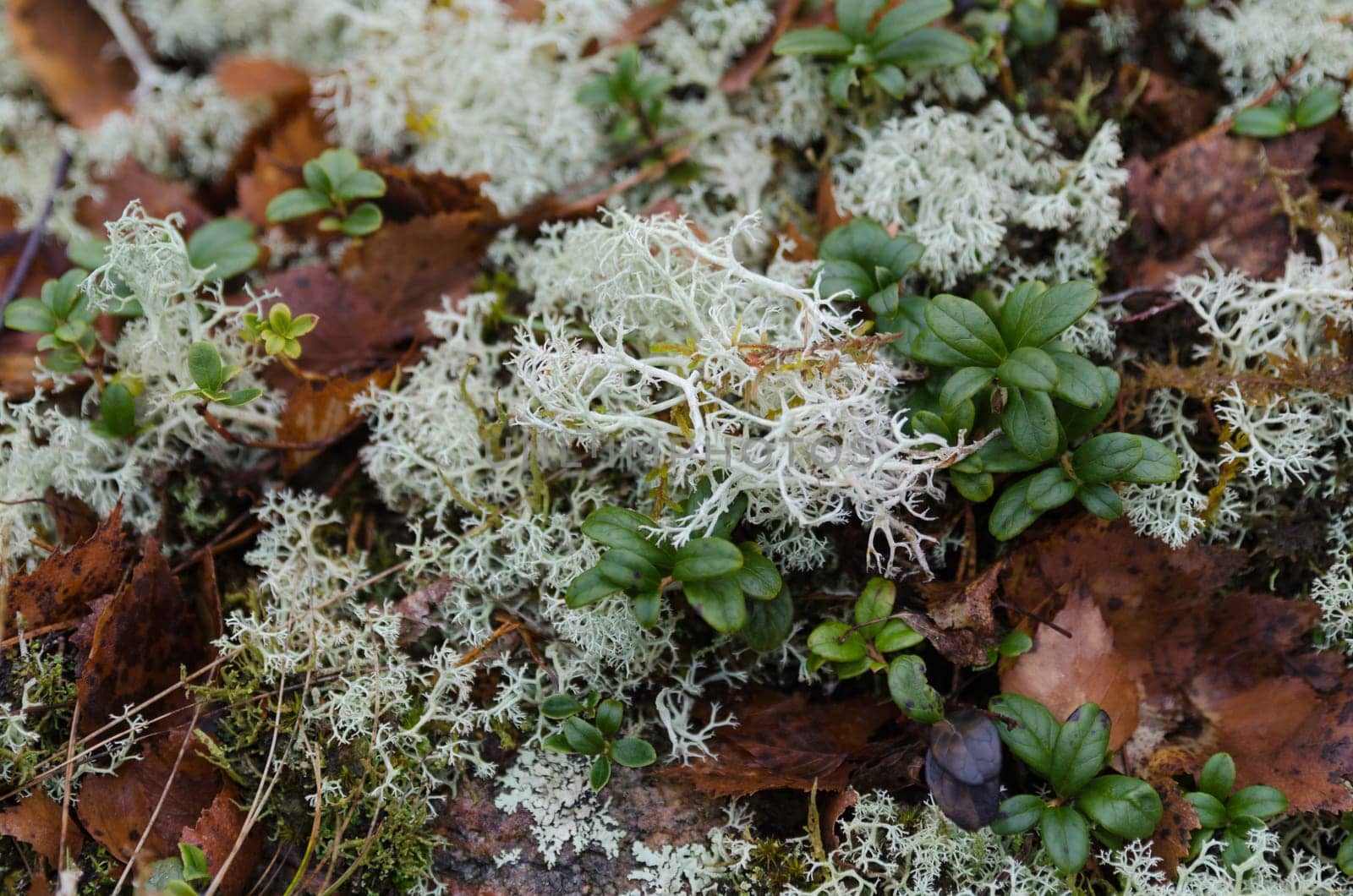 some white moss and lingonberry rice in the forrest