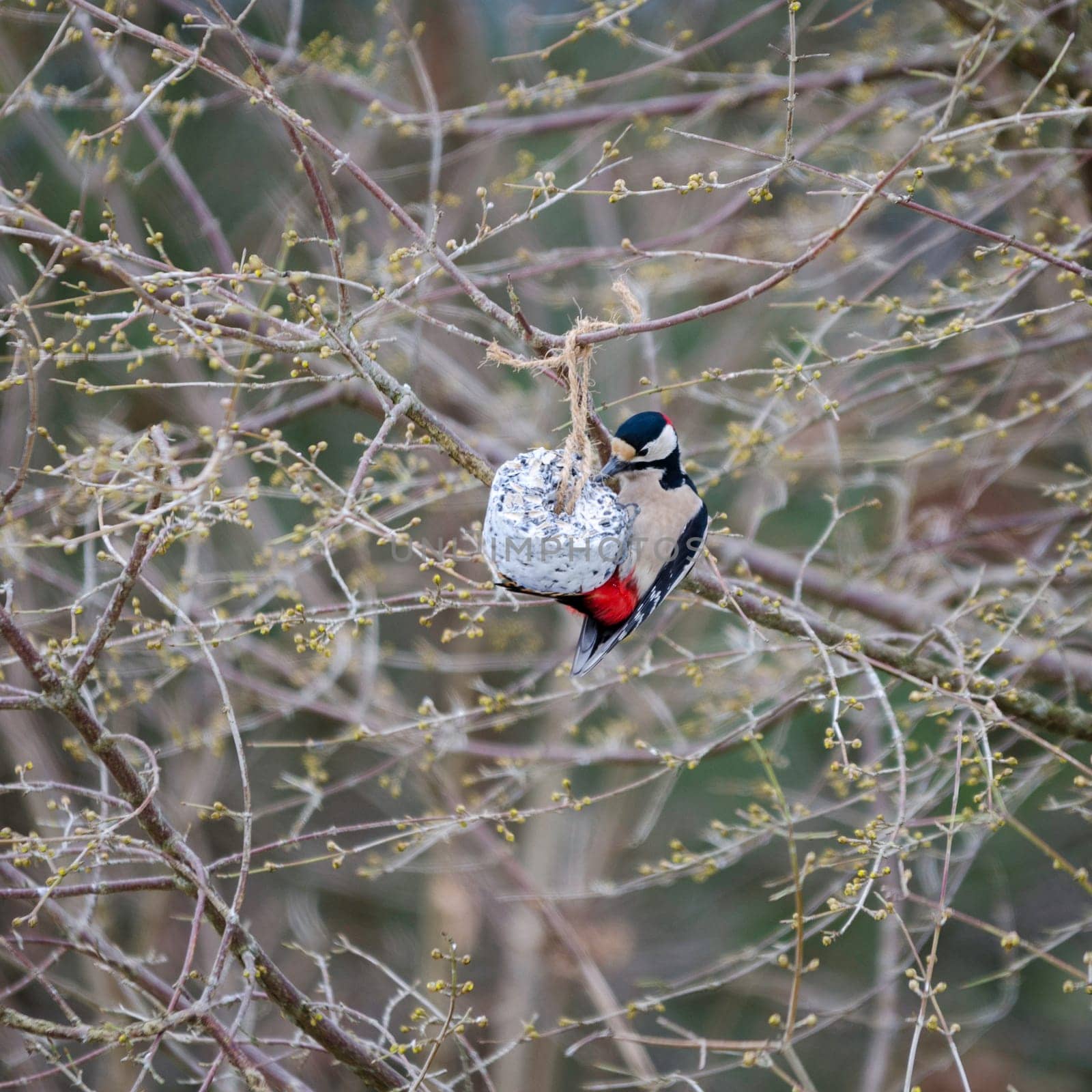 one great wood-pecker sit in the three and eat