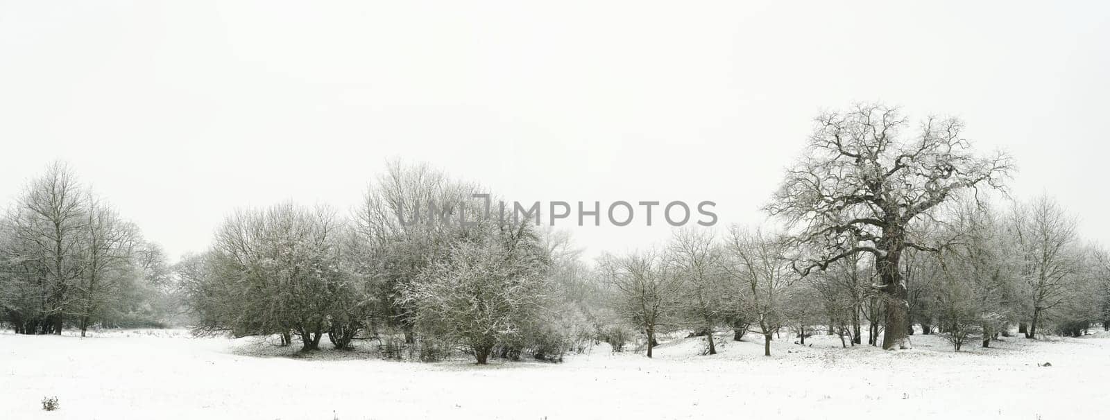 Snow landscape in a park in Magdeburg in winter