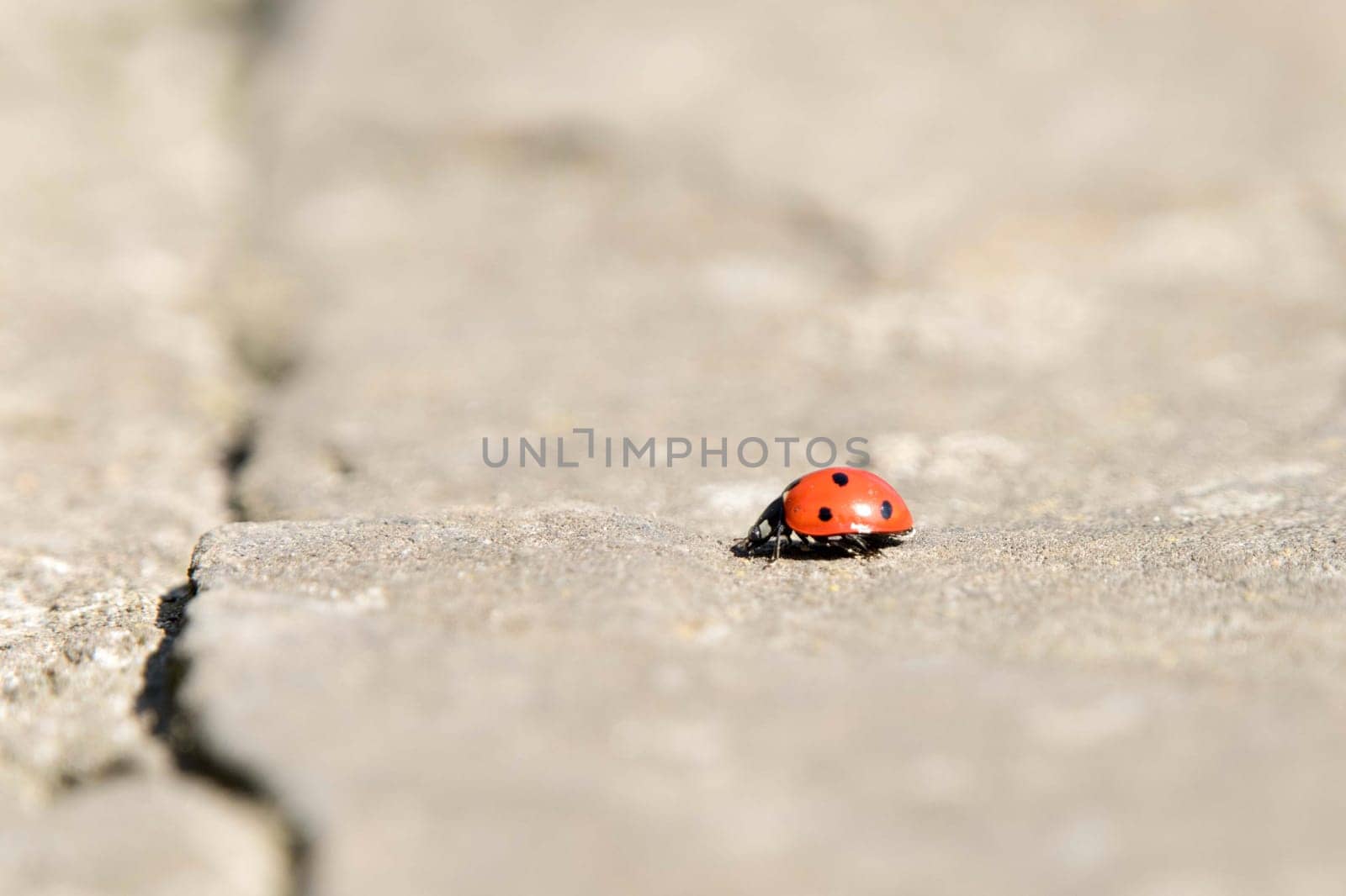 Ladybug is running. Beautiful nature