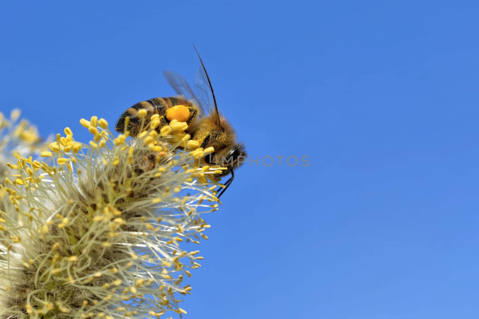 Bee in a pasture