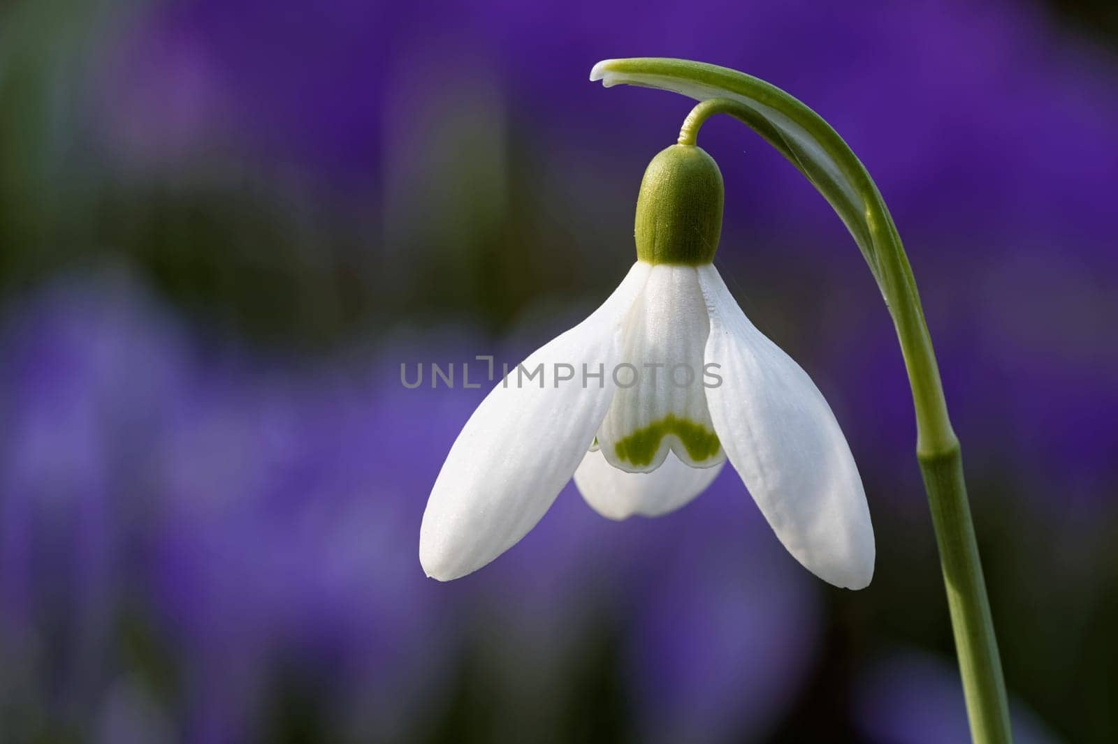 Snowdrop