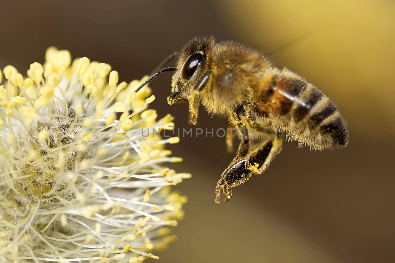 Bee in a pasture