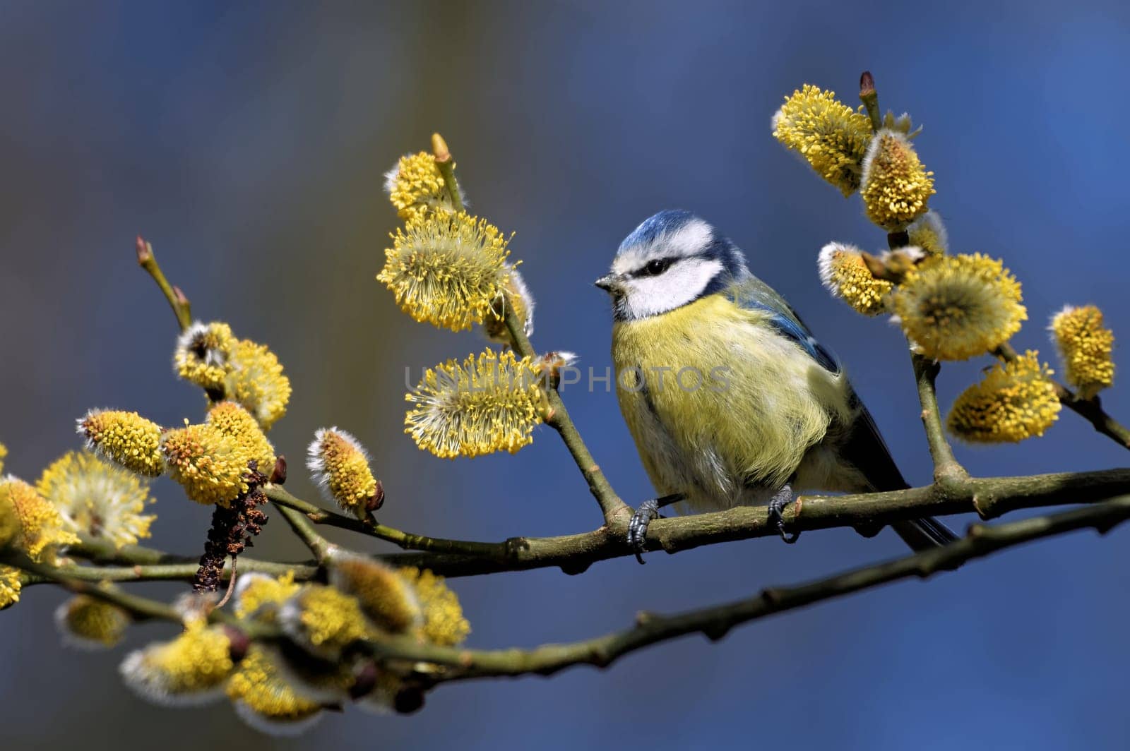 Blue in spring