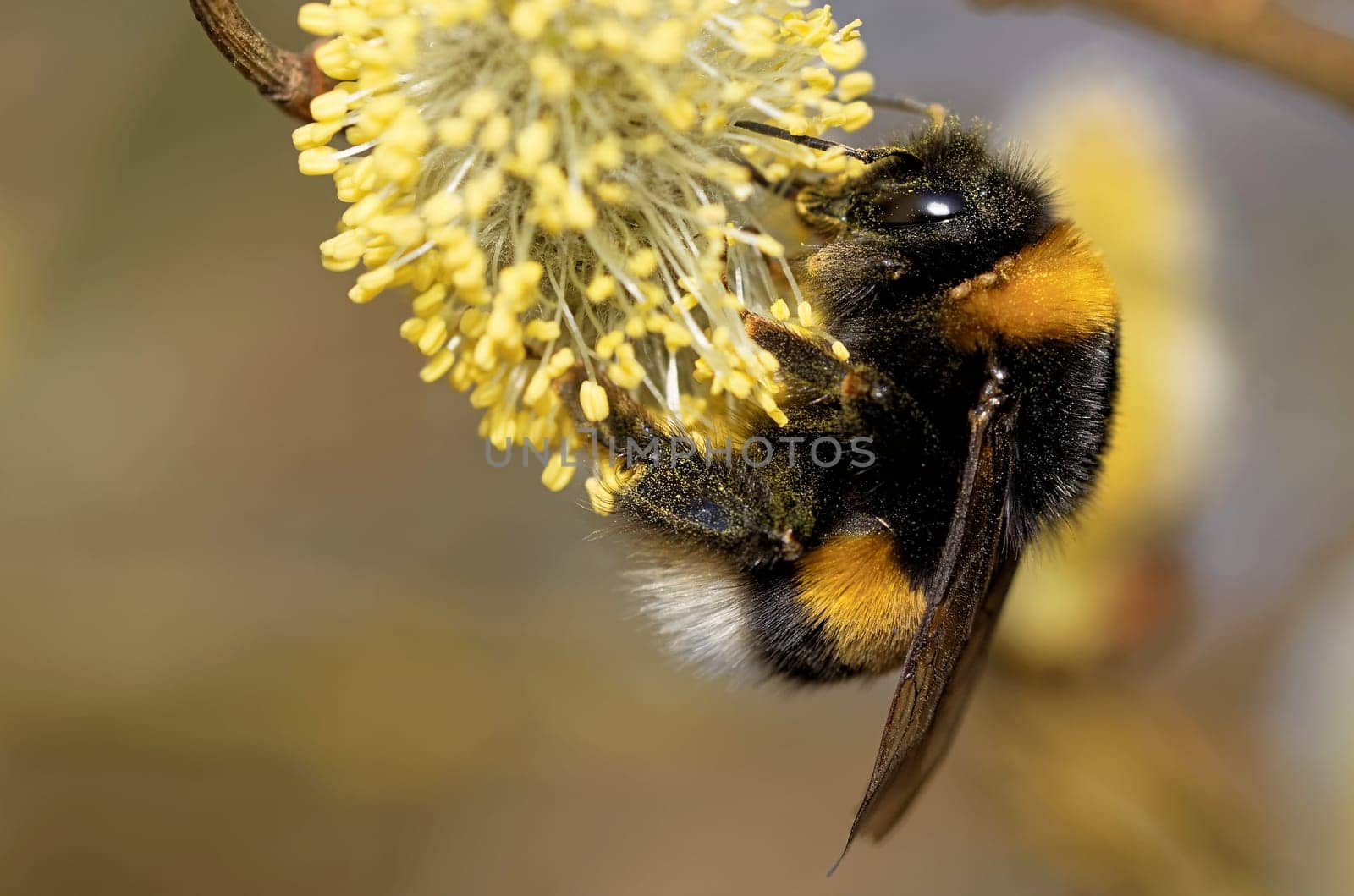 Bumblebee on the willow kitten